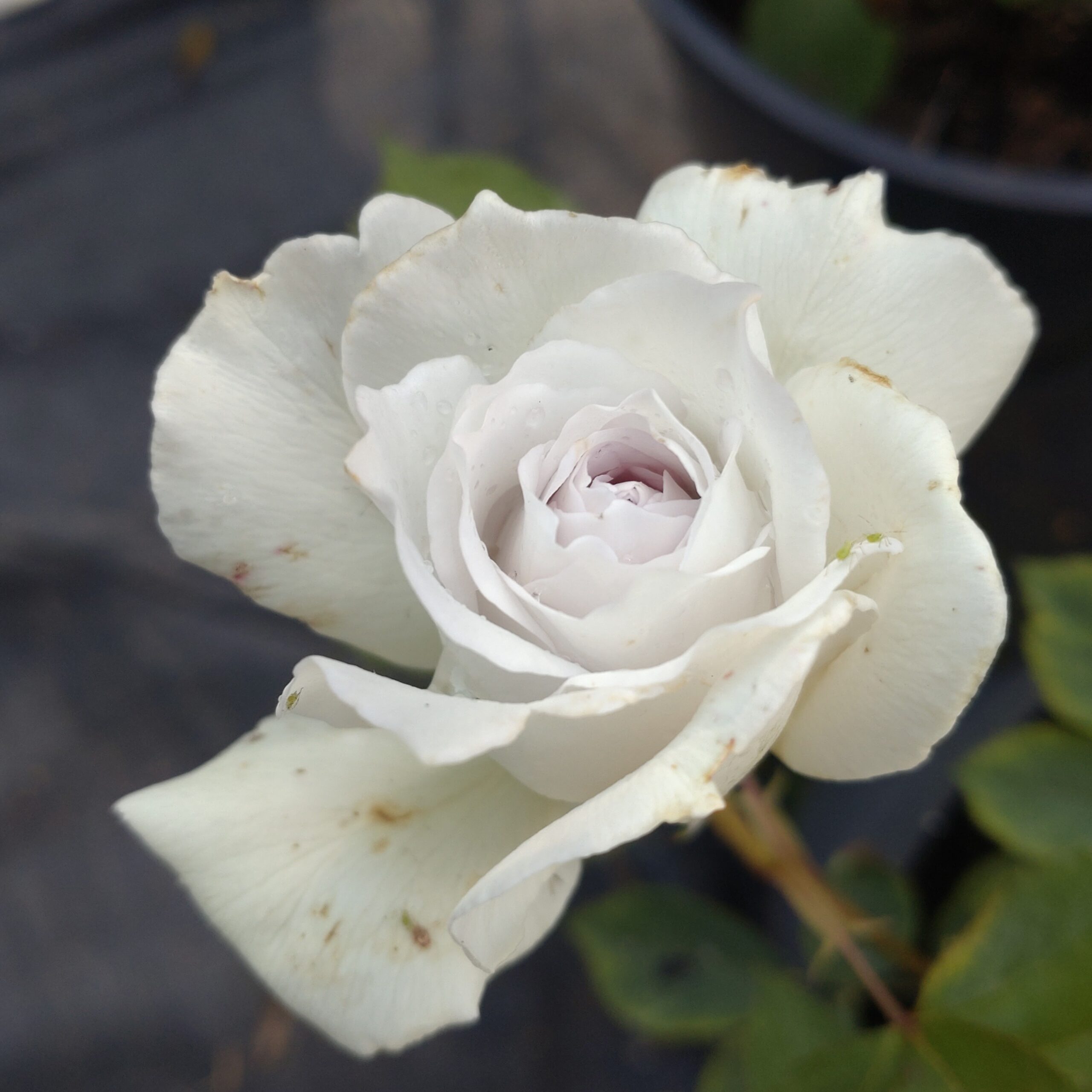 Gabriel – Bild 2