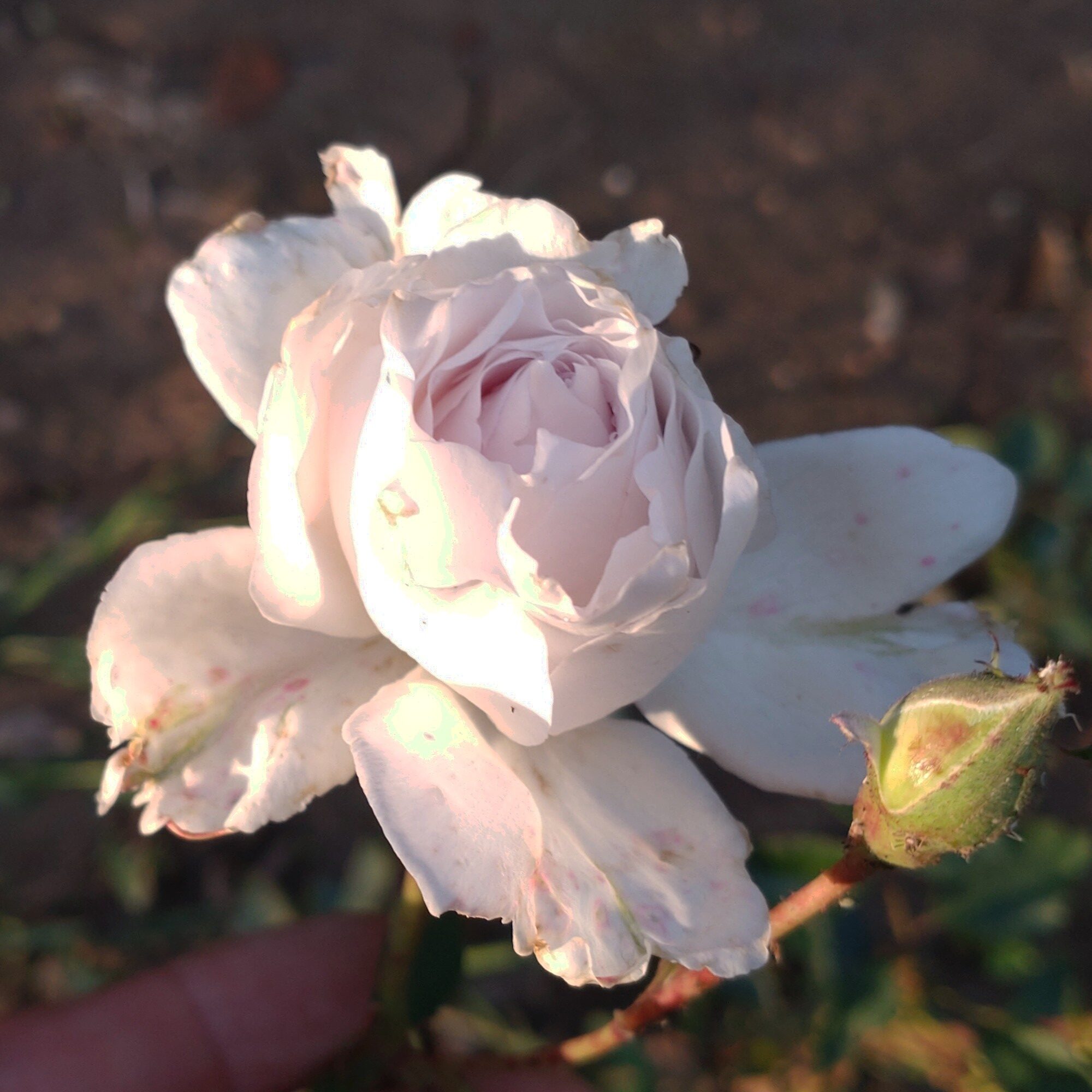 Gabriel – Bild 3