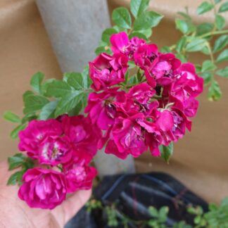 Le Temps de Cerises