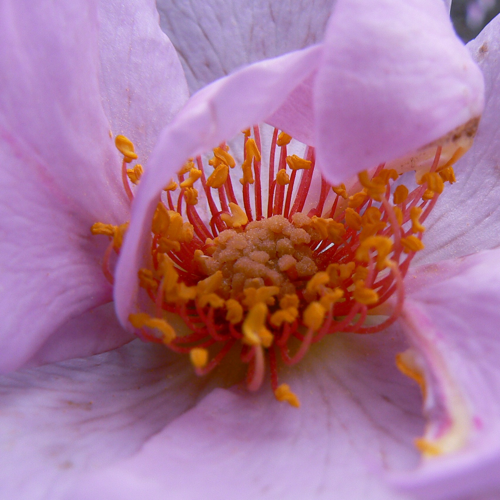 Lilac Charm – Bild 6