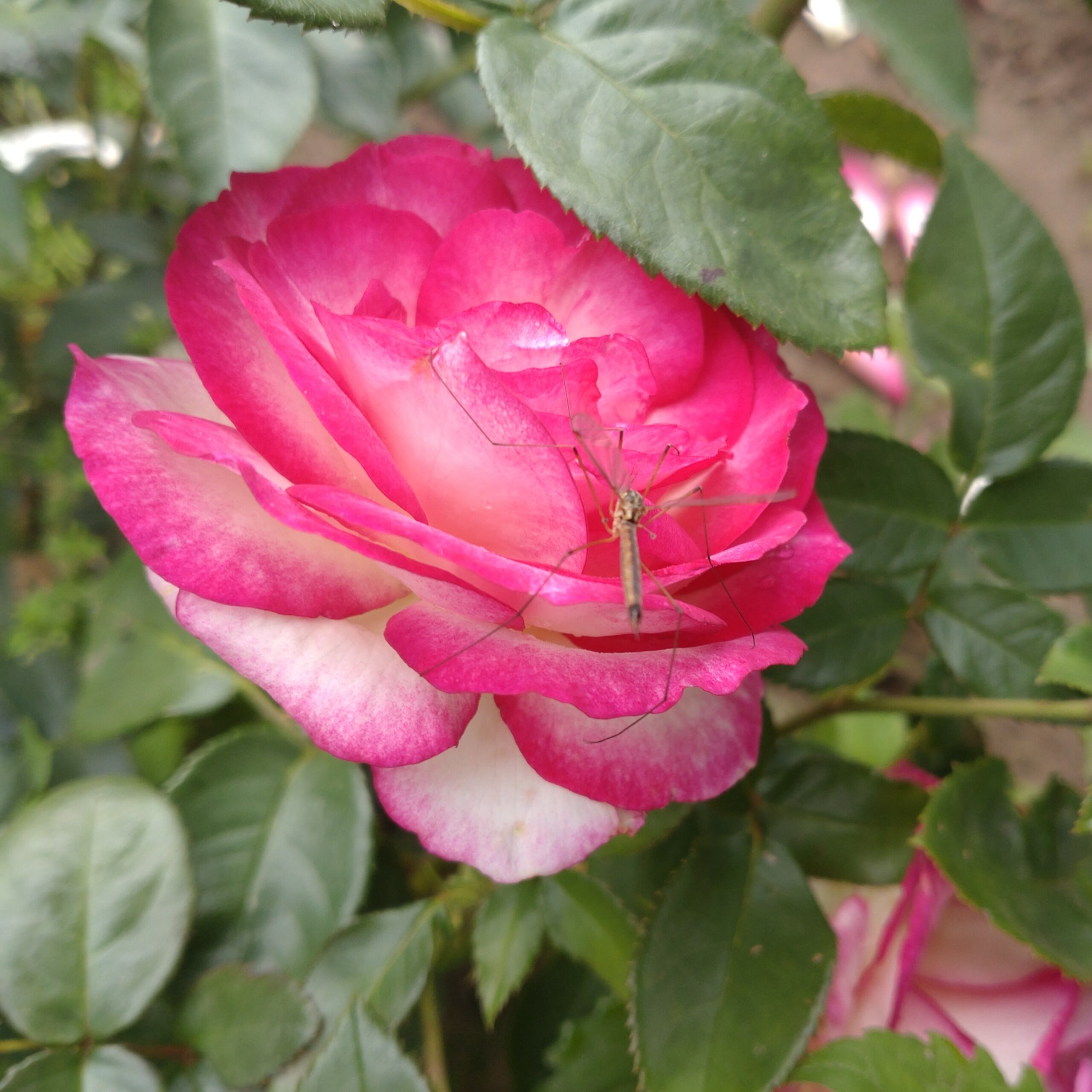 Miss Congeniality – Bild 3