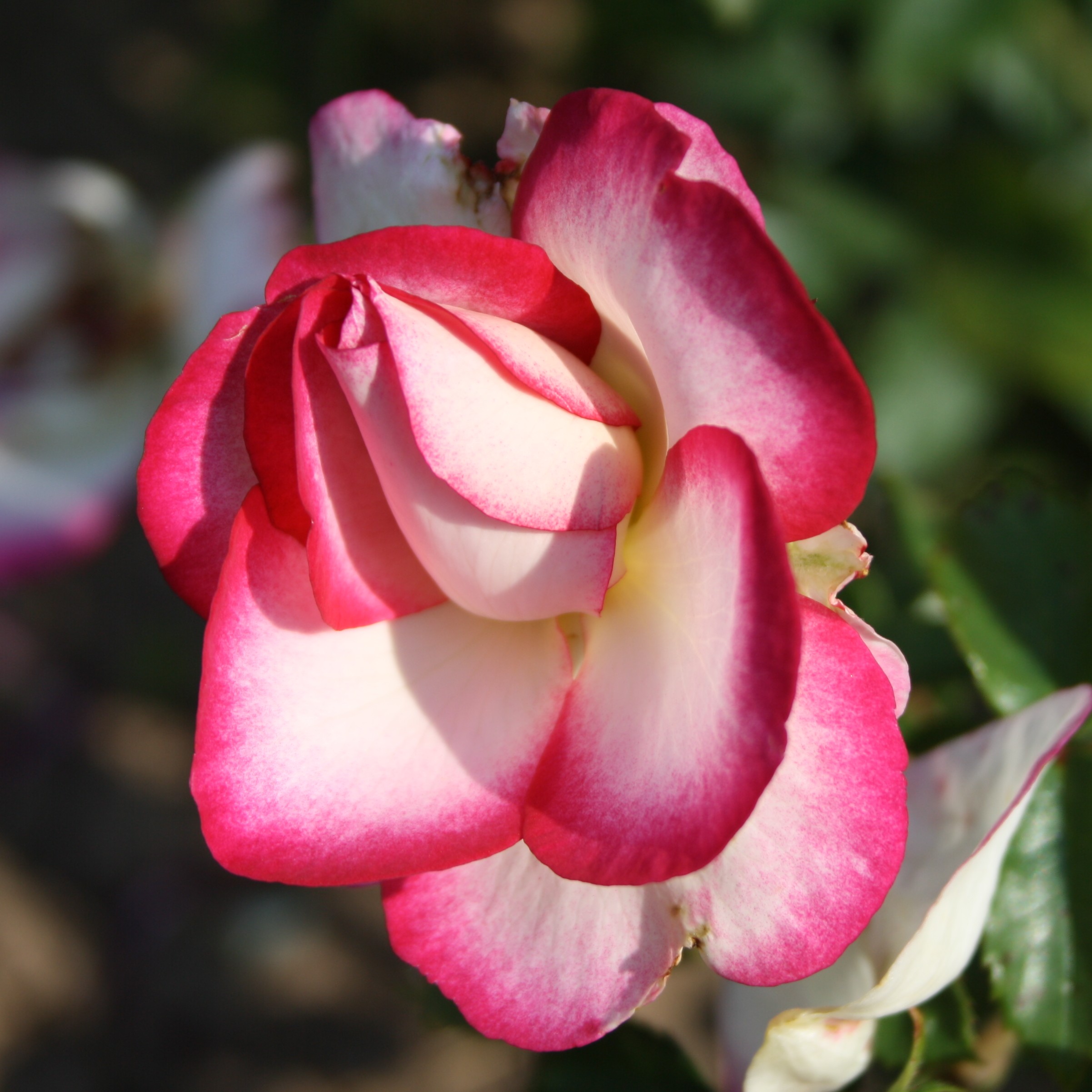 Miss Congeniality – Bild 5