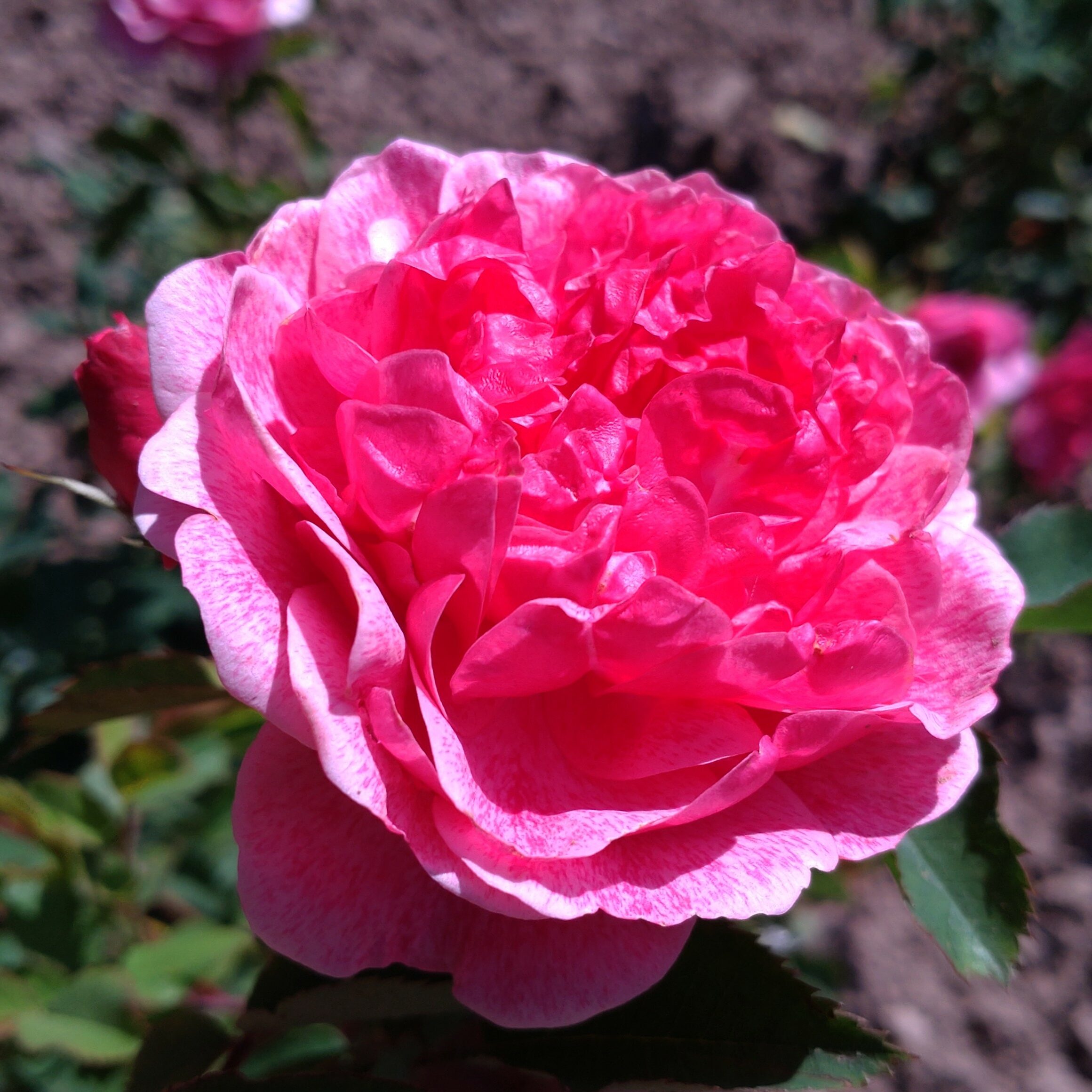 Morden Ruby