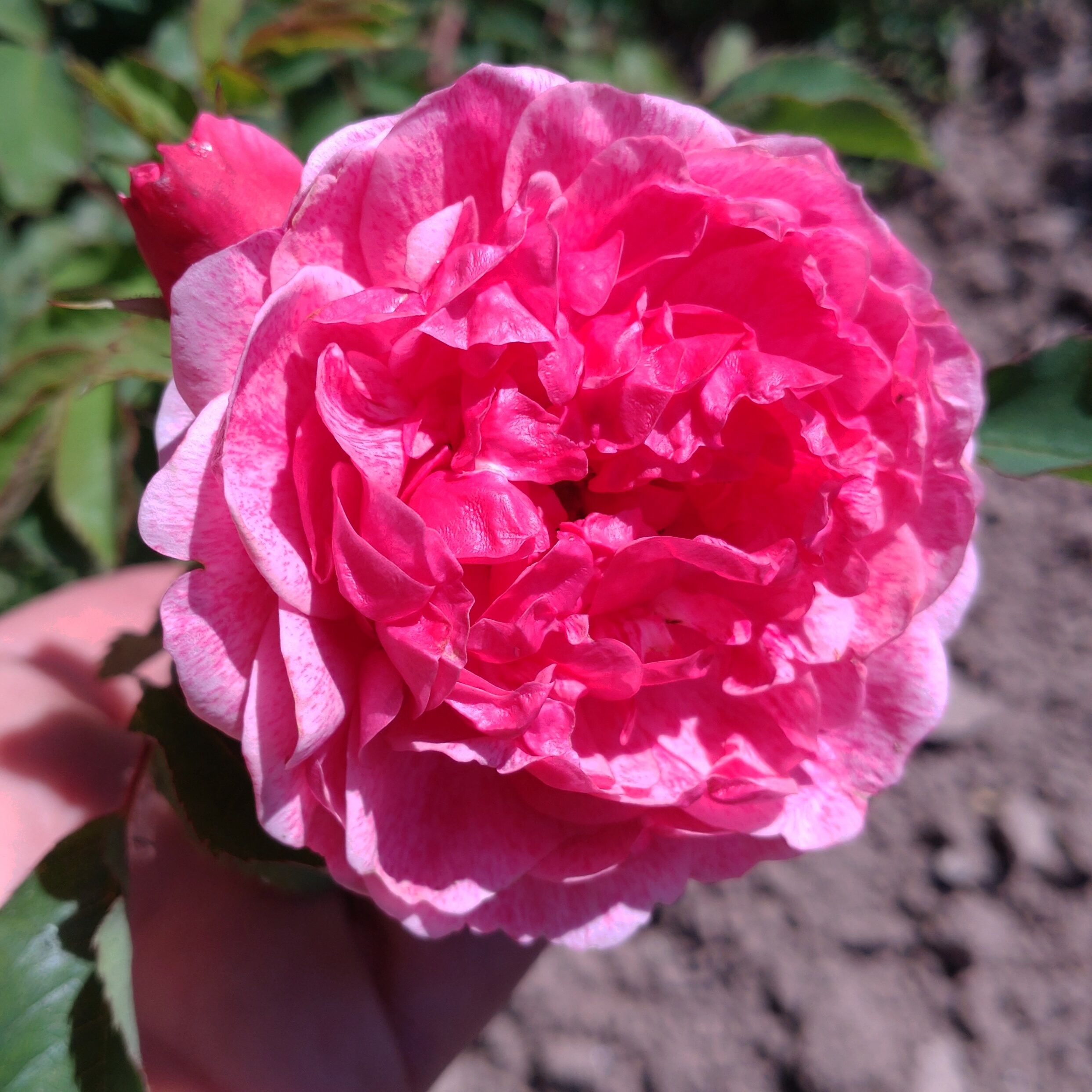 Morden Ruby – Bild 2