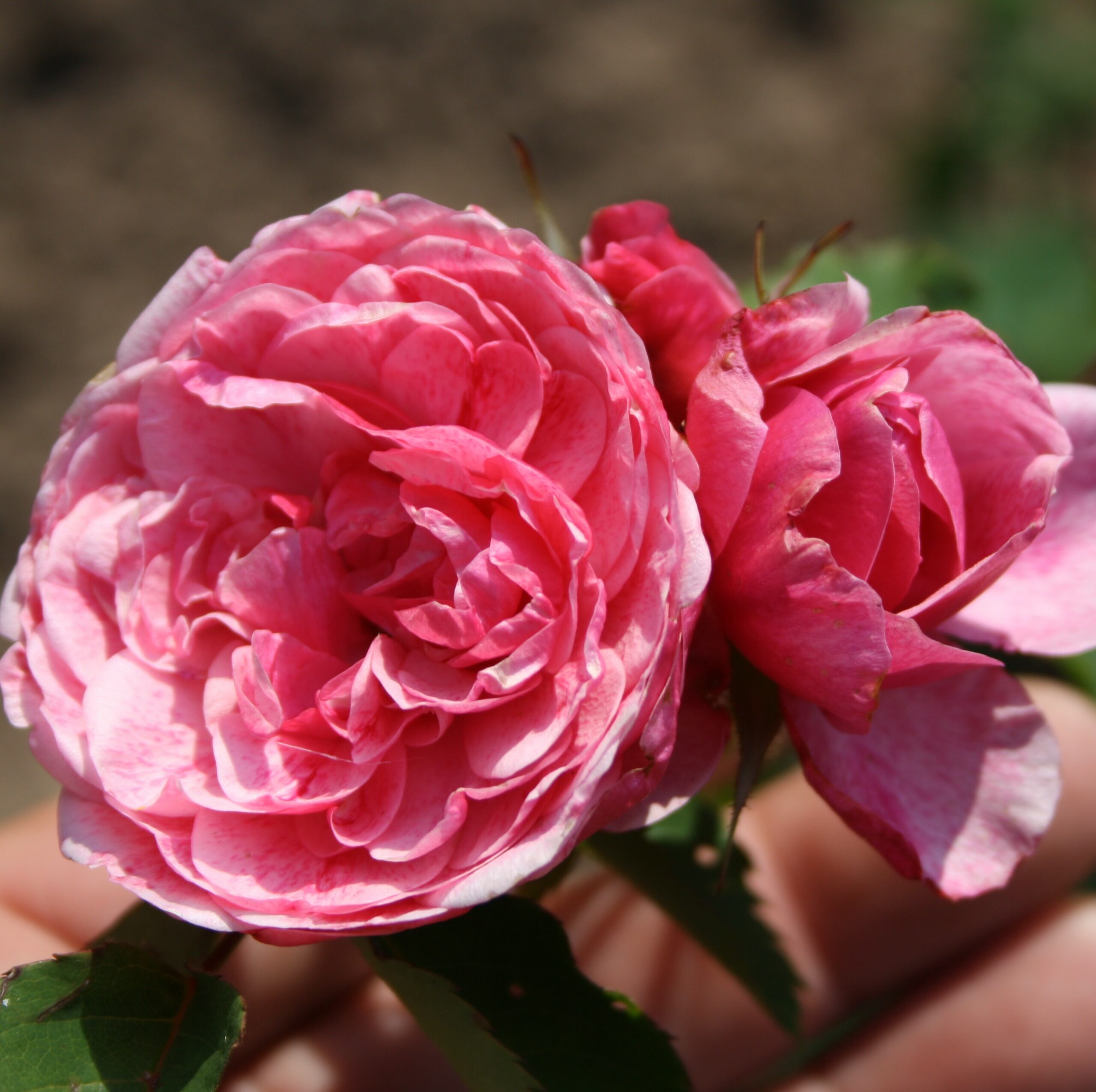 Morden Ruby – Bild 3