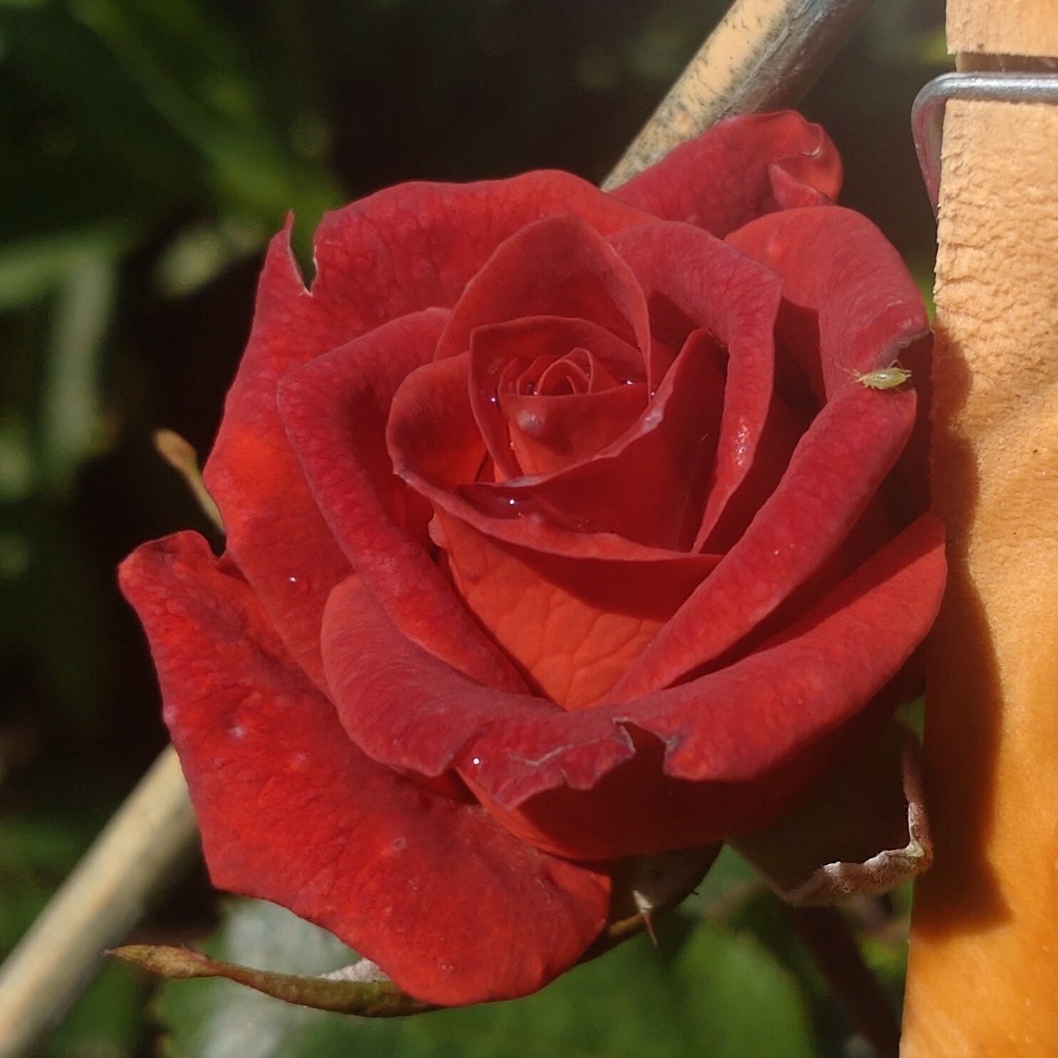 Rusty – Bild 2