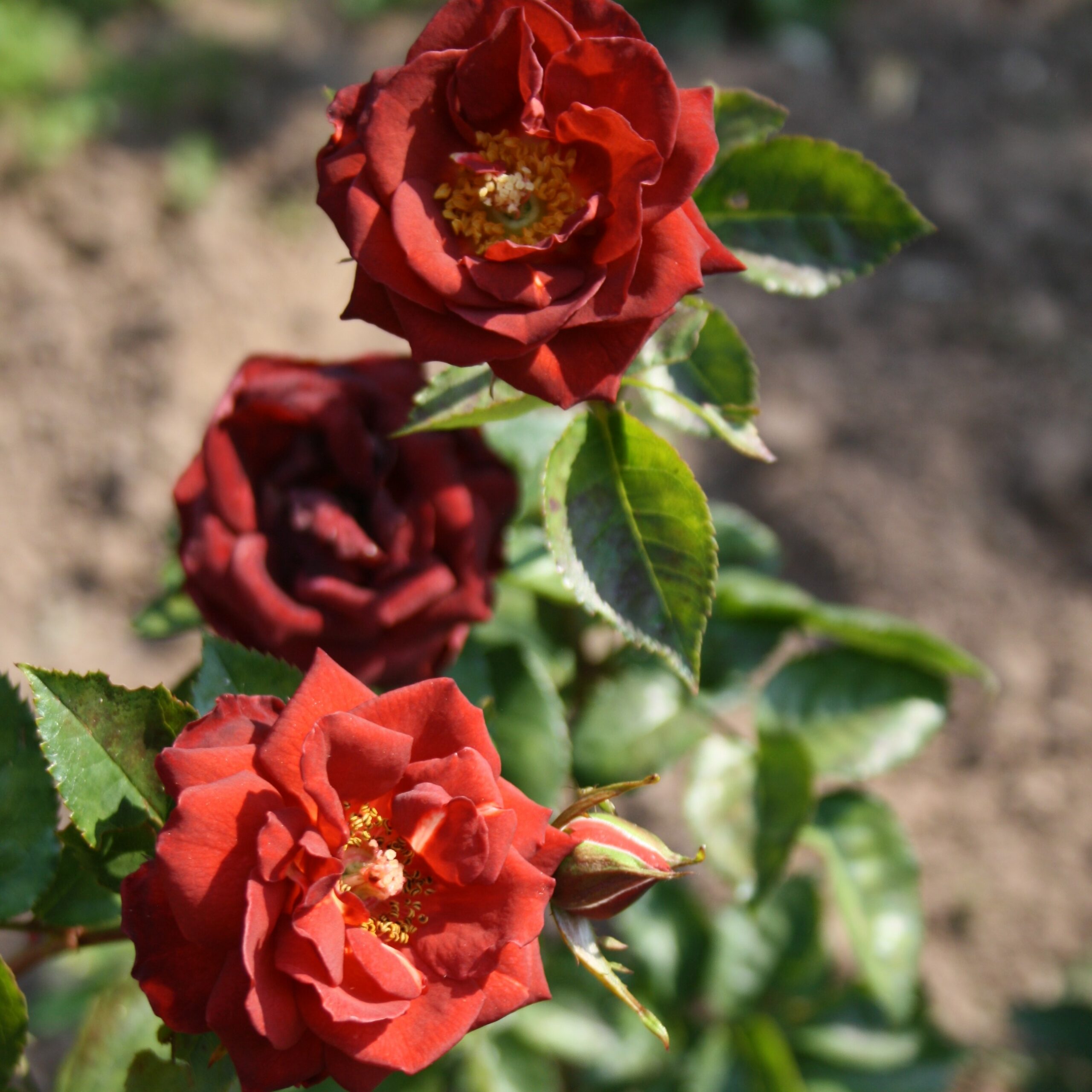 Rusty – Bild 9