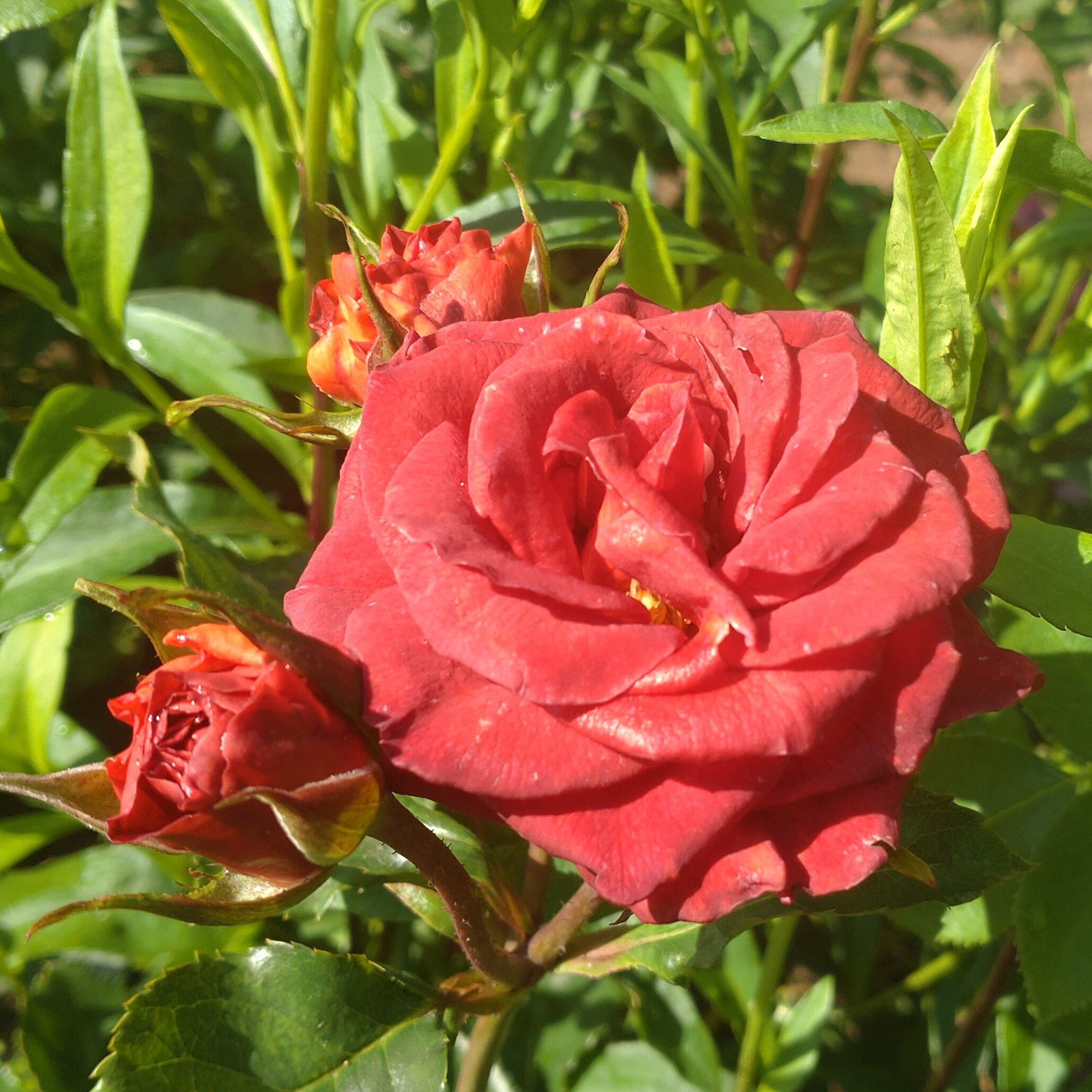 Rusty – Bild 3