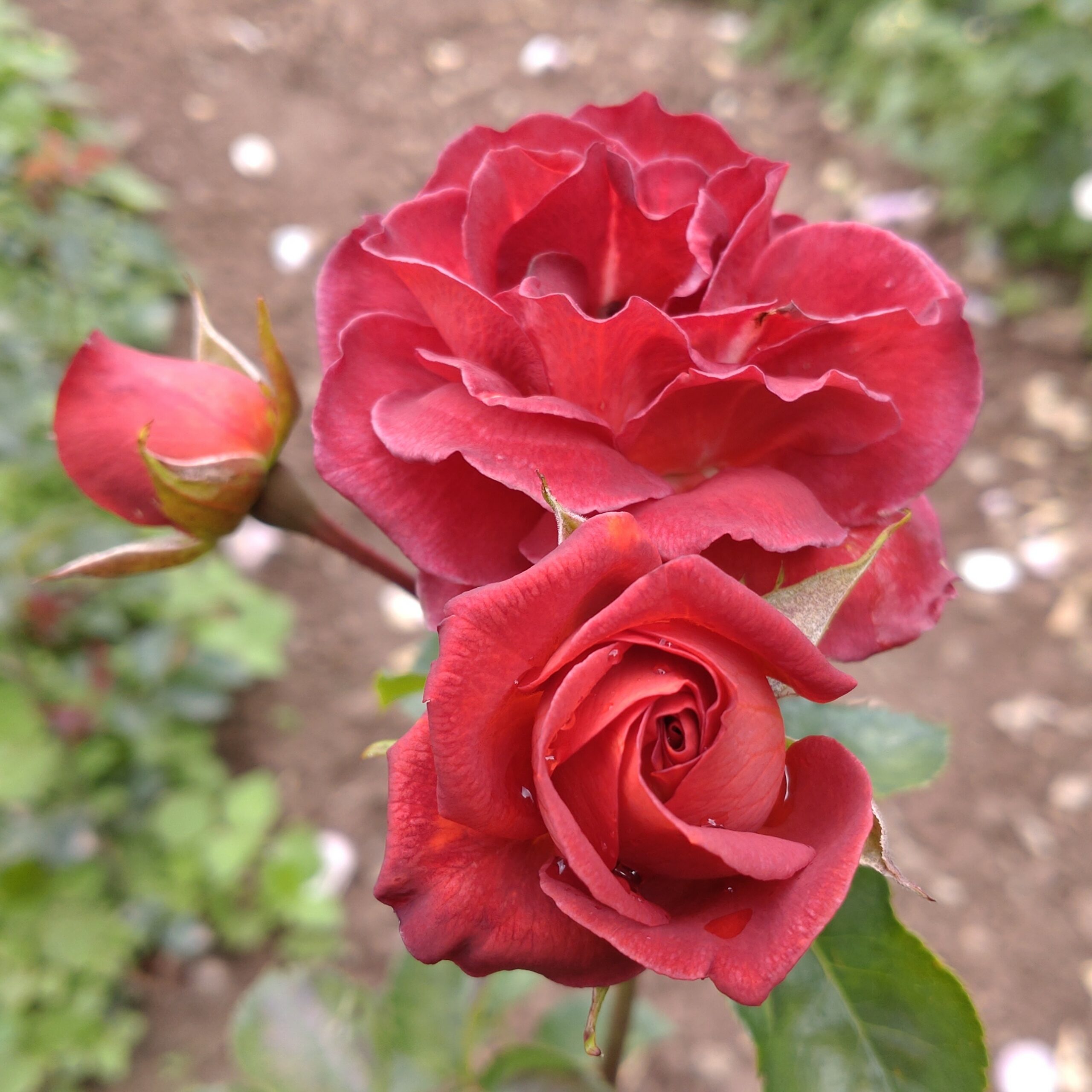 Rusty – Bild 4