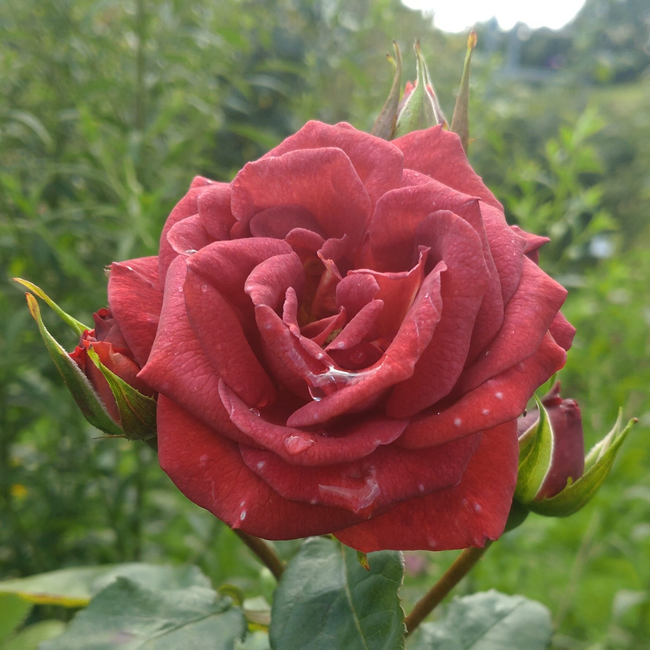 Rusty – Bild 5