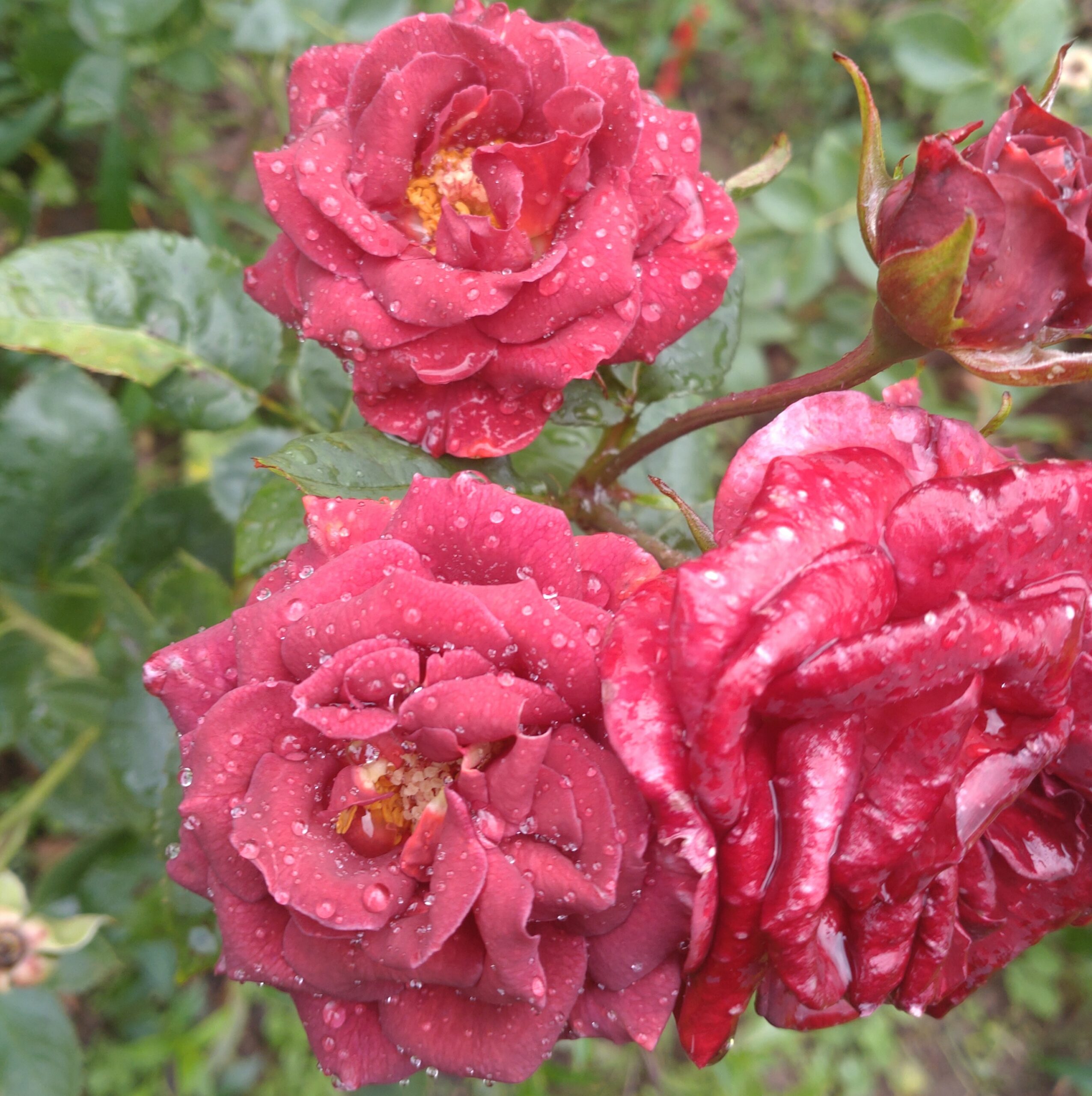 Rusty – Bild 6