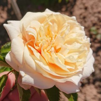Soft Spirit
