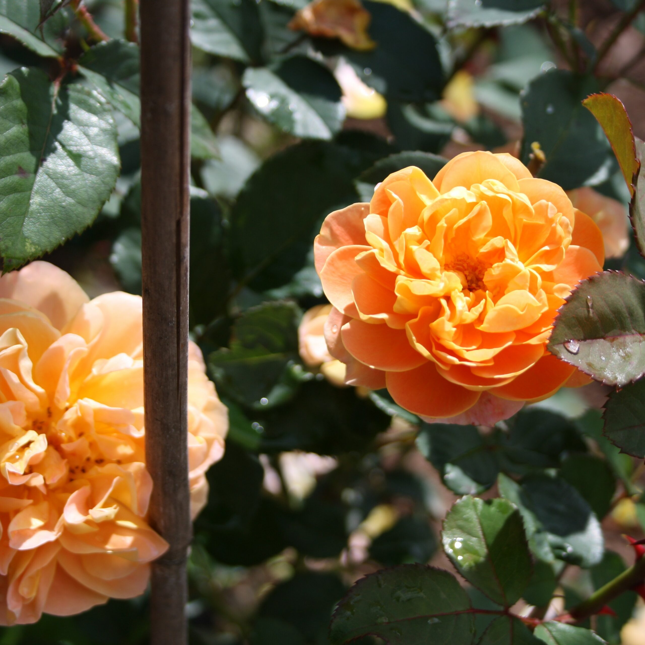 The Impressionist – Bild 6