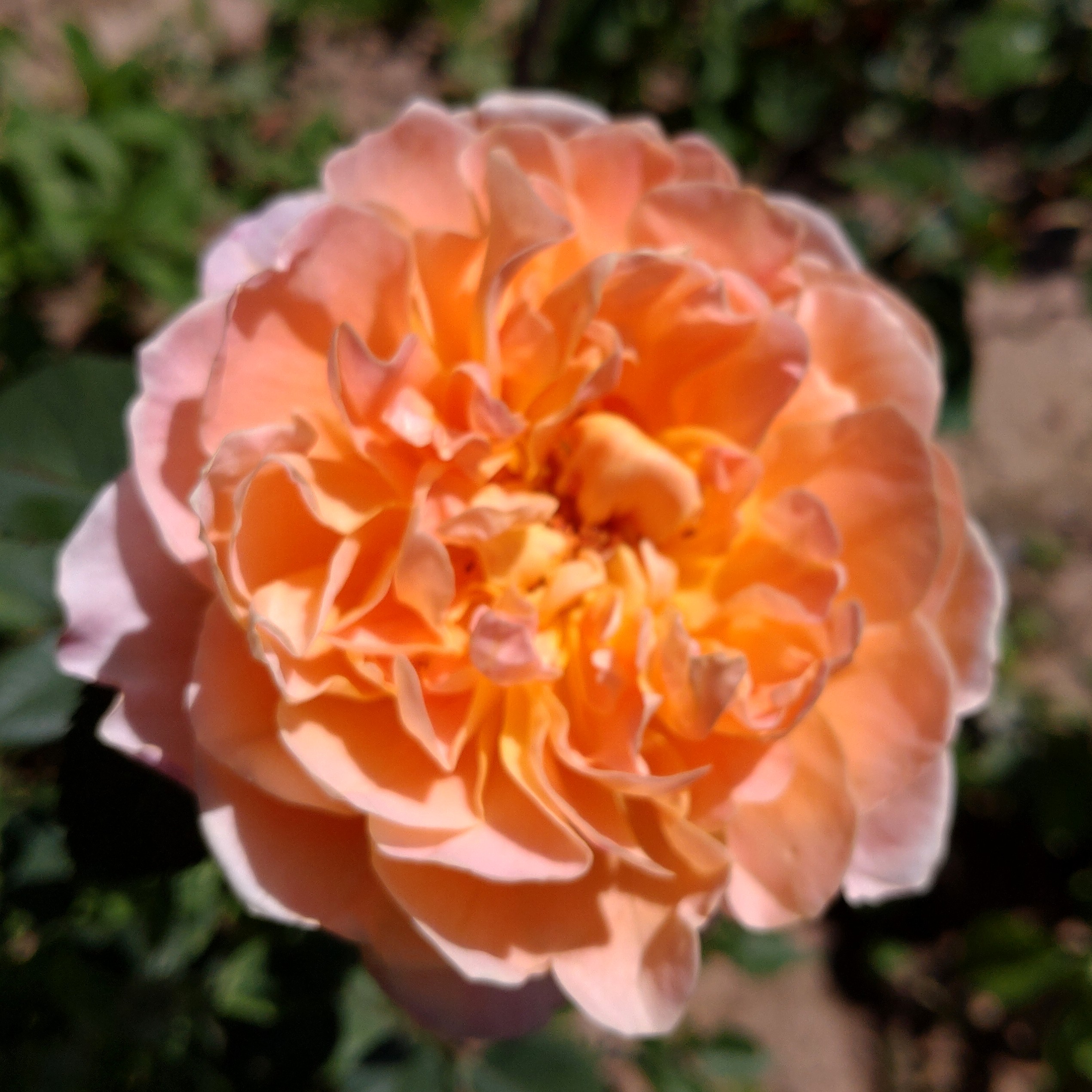 The Impressionist – Bild 5