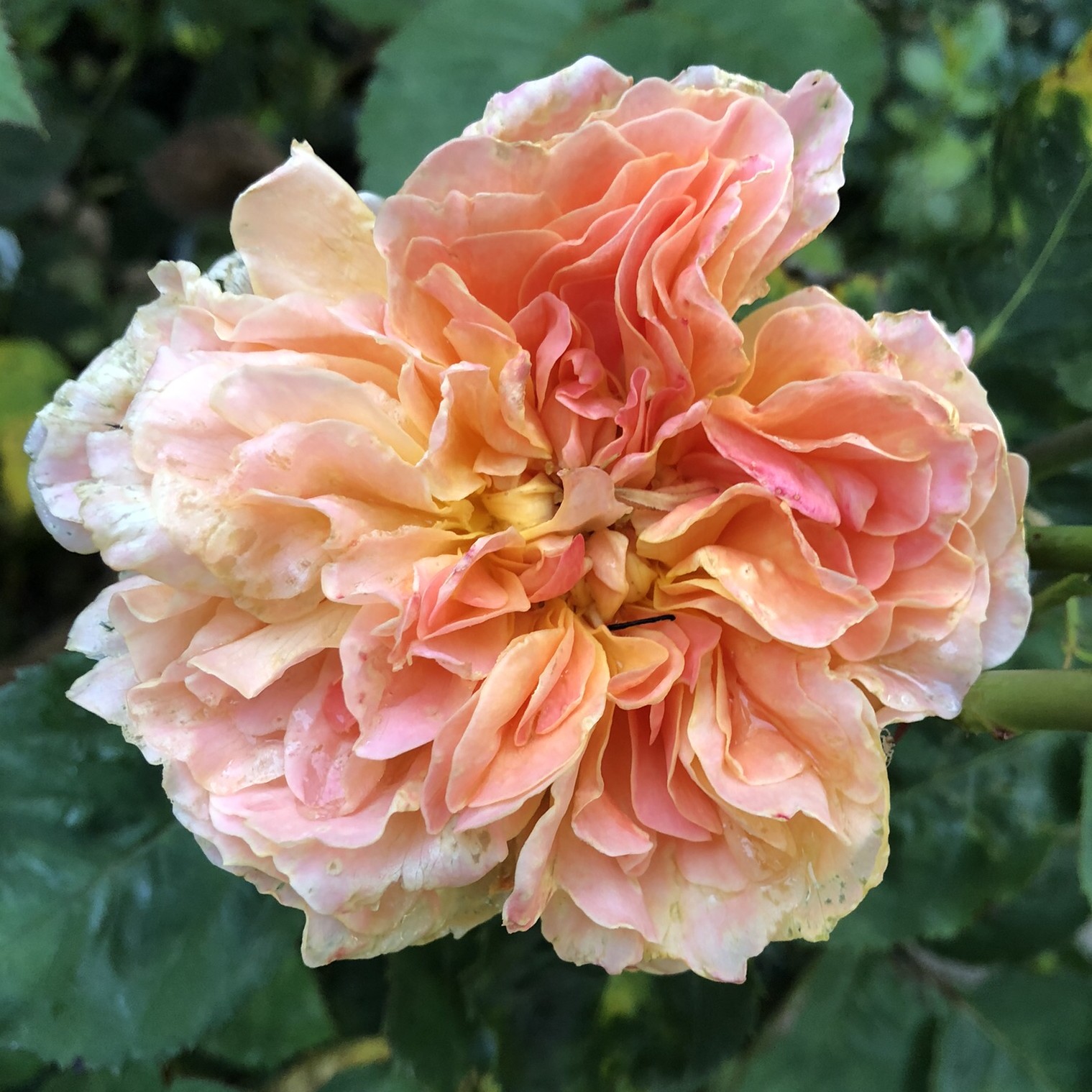The Impressionist – Bild 3