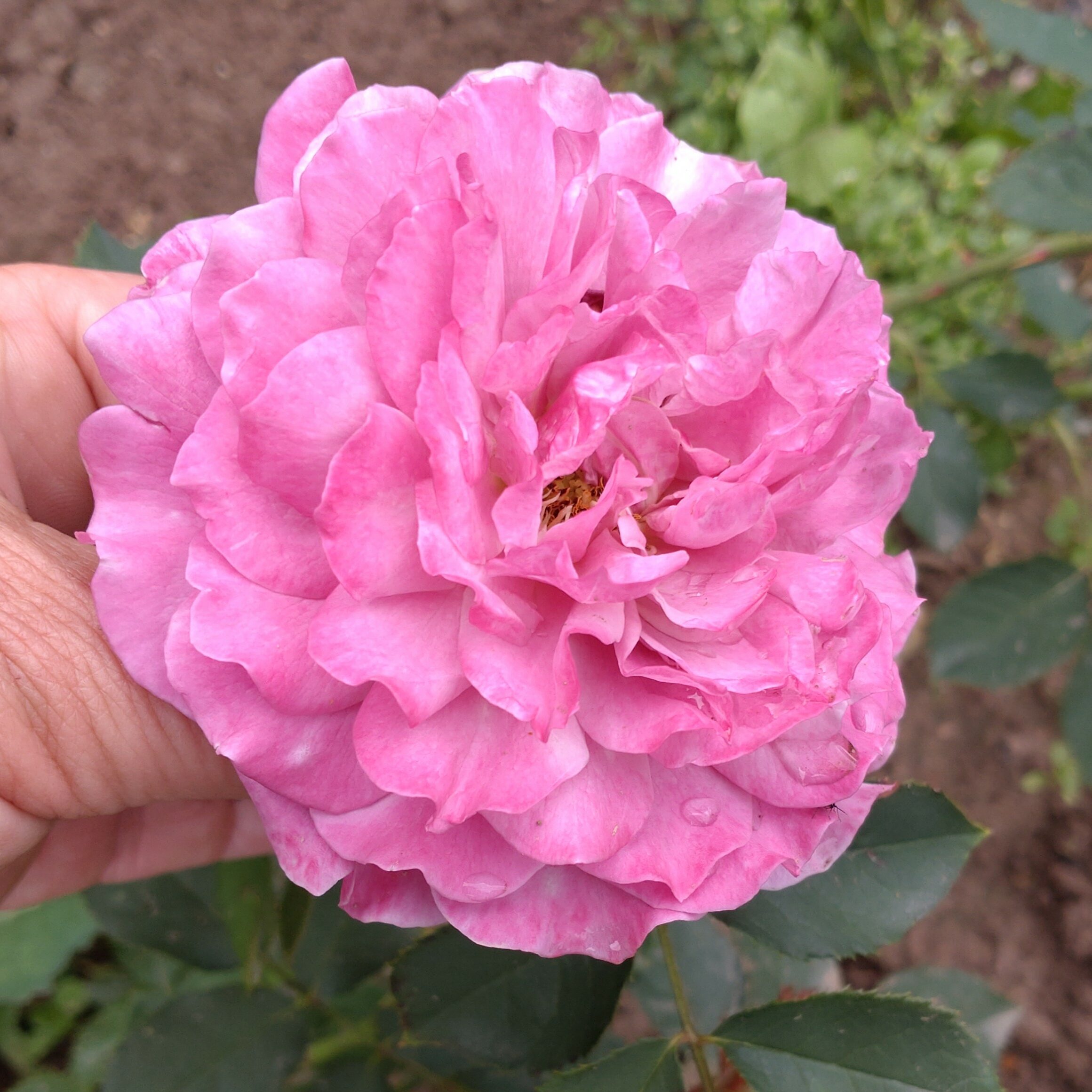 Yume Murasaki – Bild 13