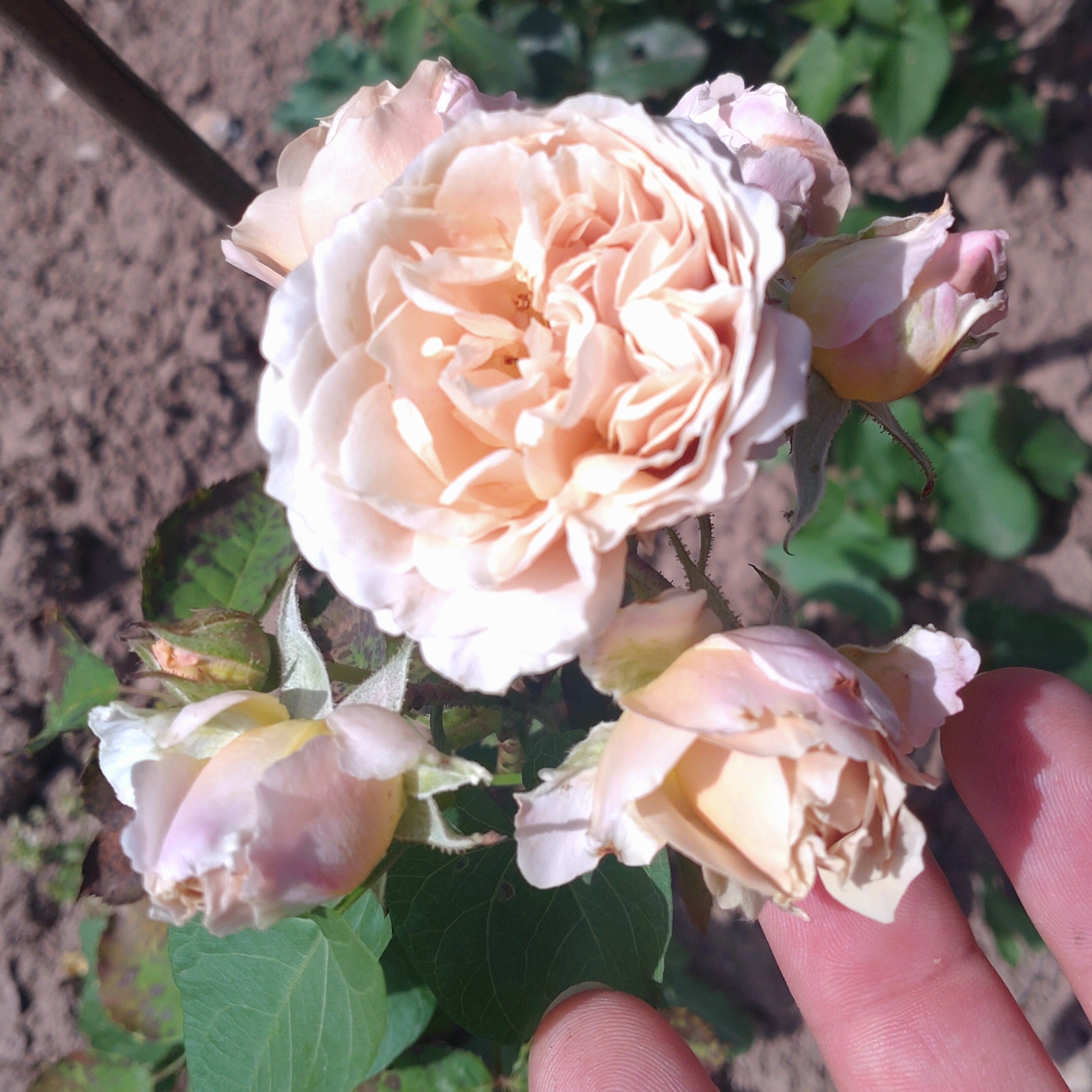 Ioli – Bild 2
