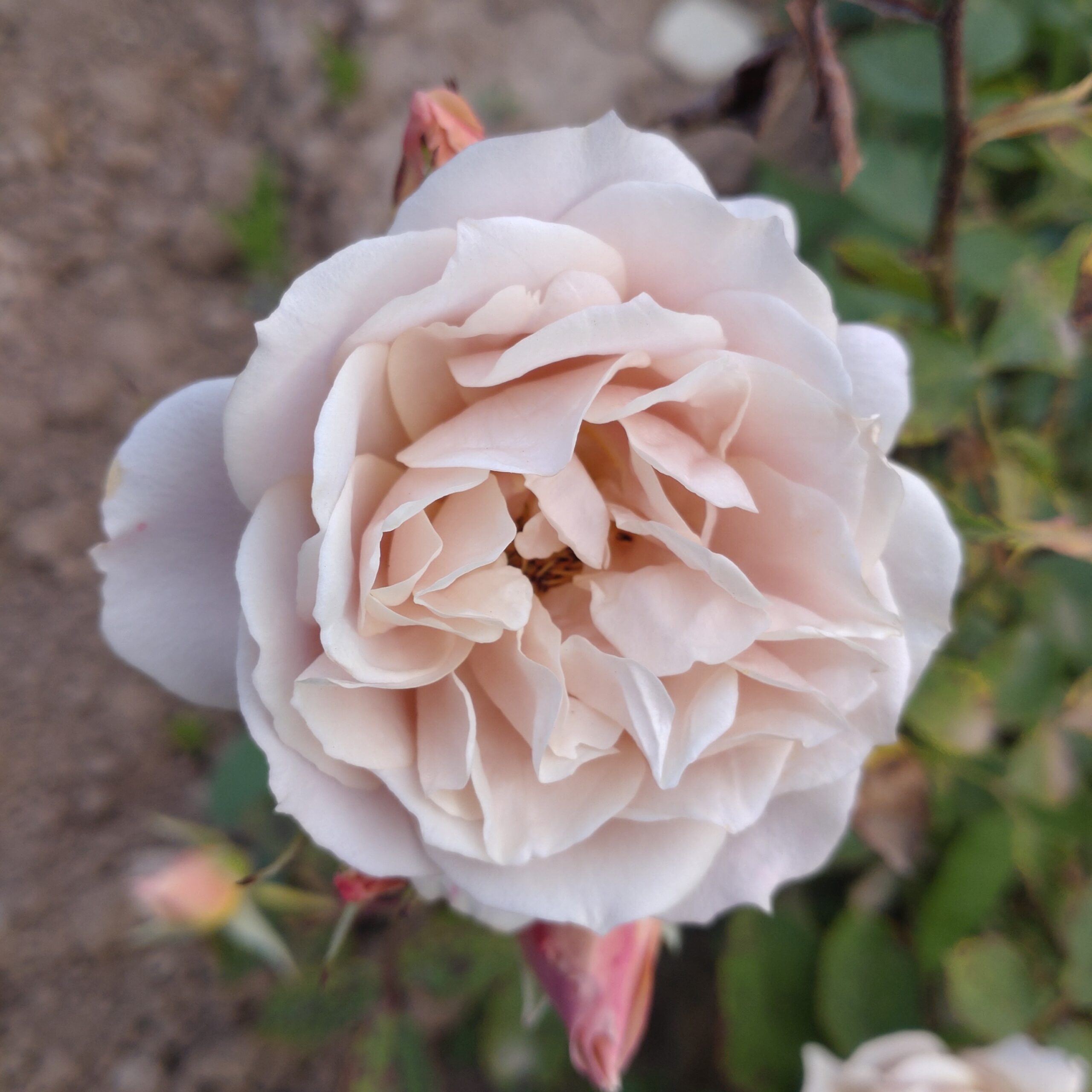 Ioli – Bild 3
