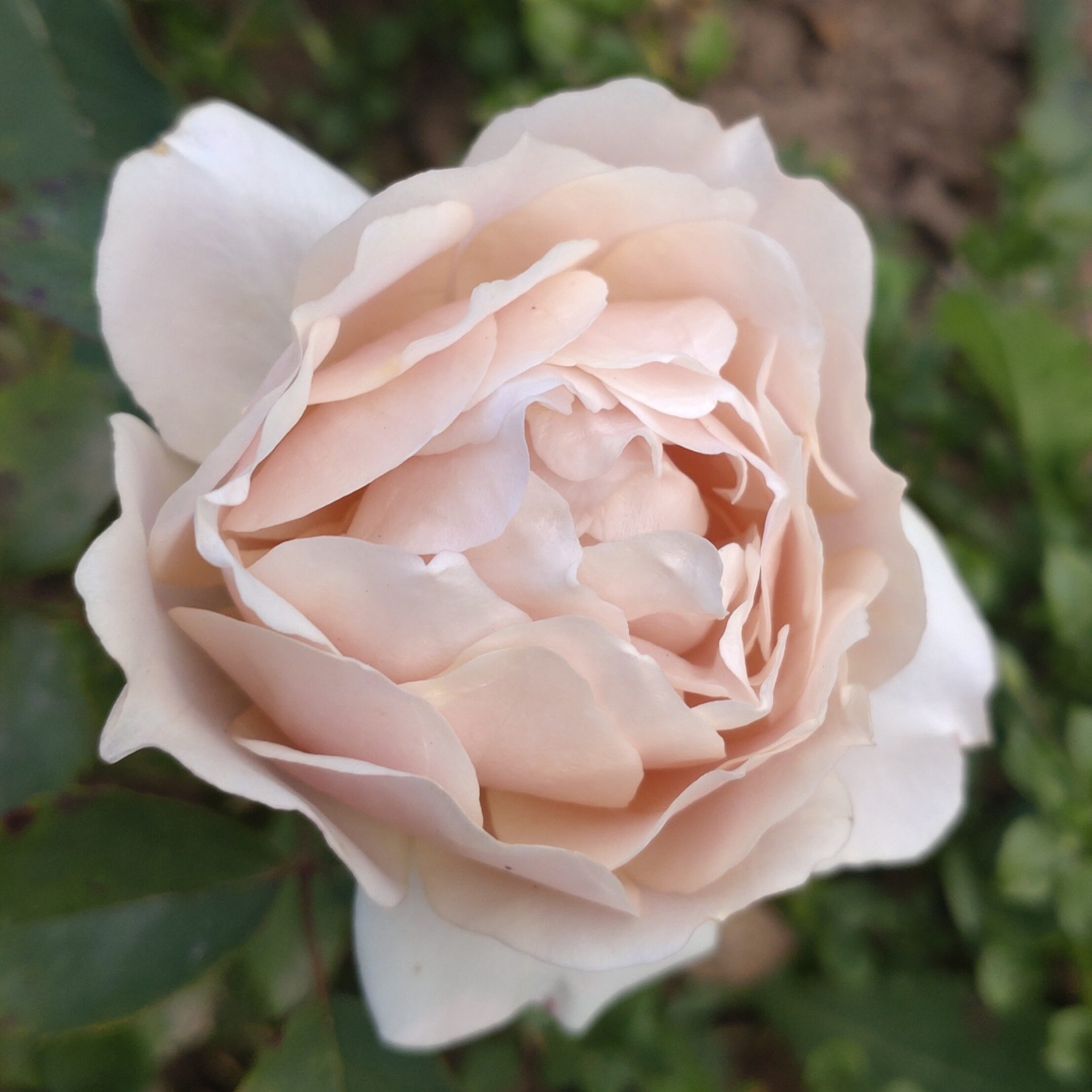 Ioli – Bild 4