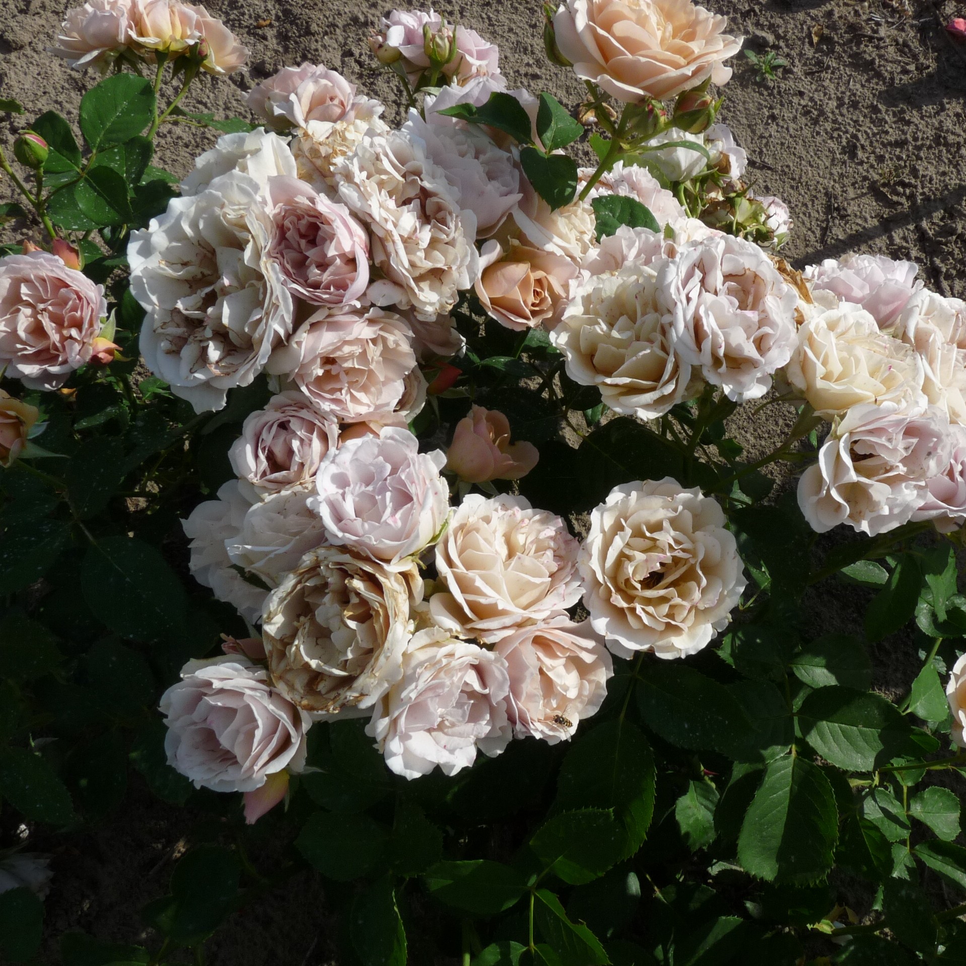 Ioli – Bild 6
