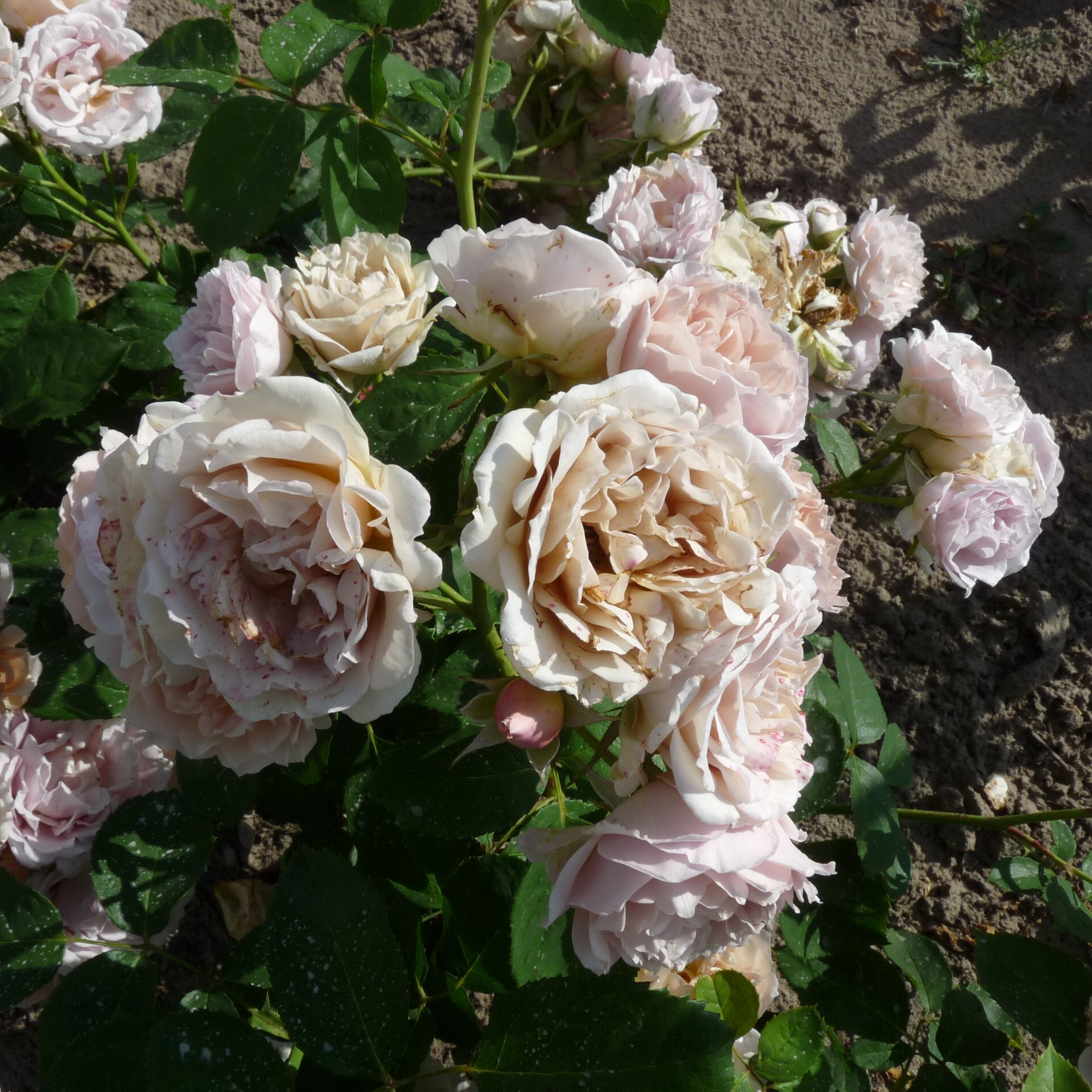 Ioli – Bild 7
