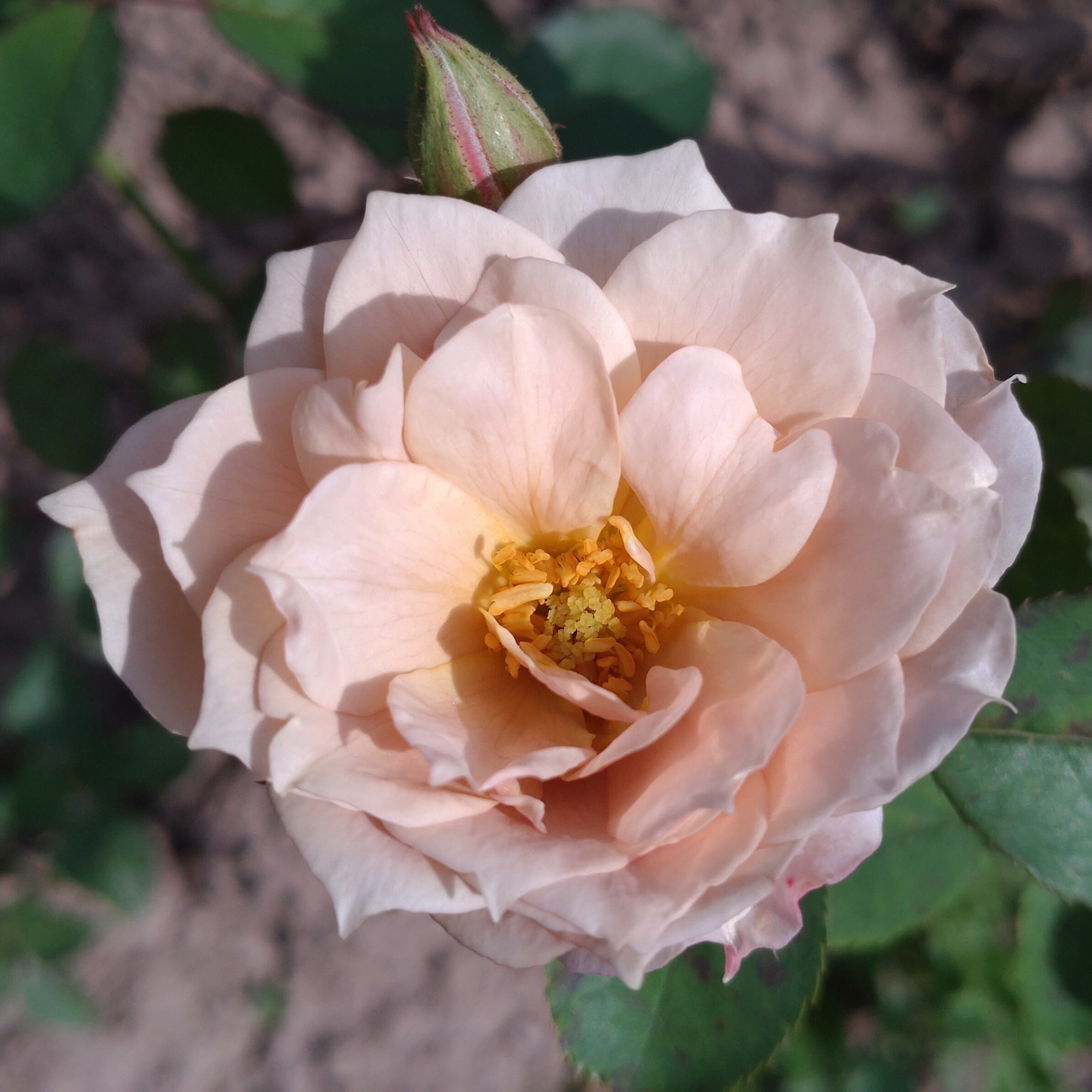 Iory – Bild 2