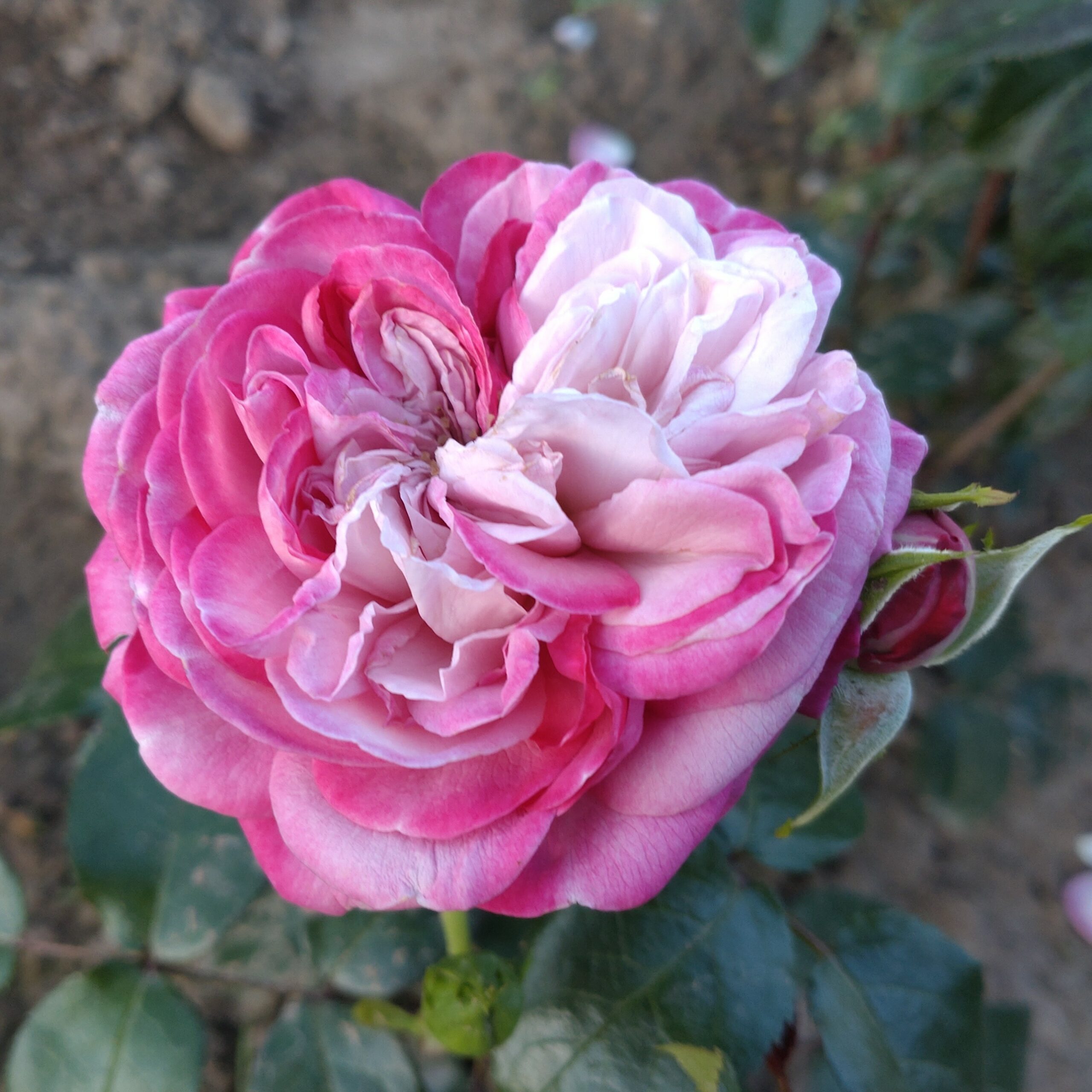 Paris – Bild 5