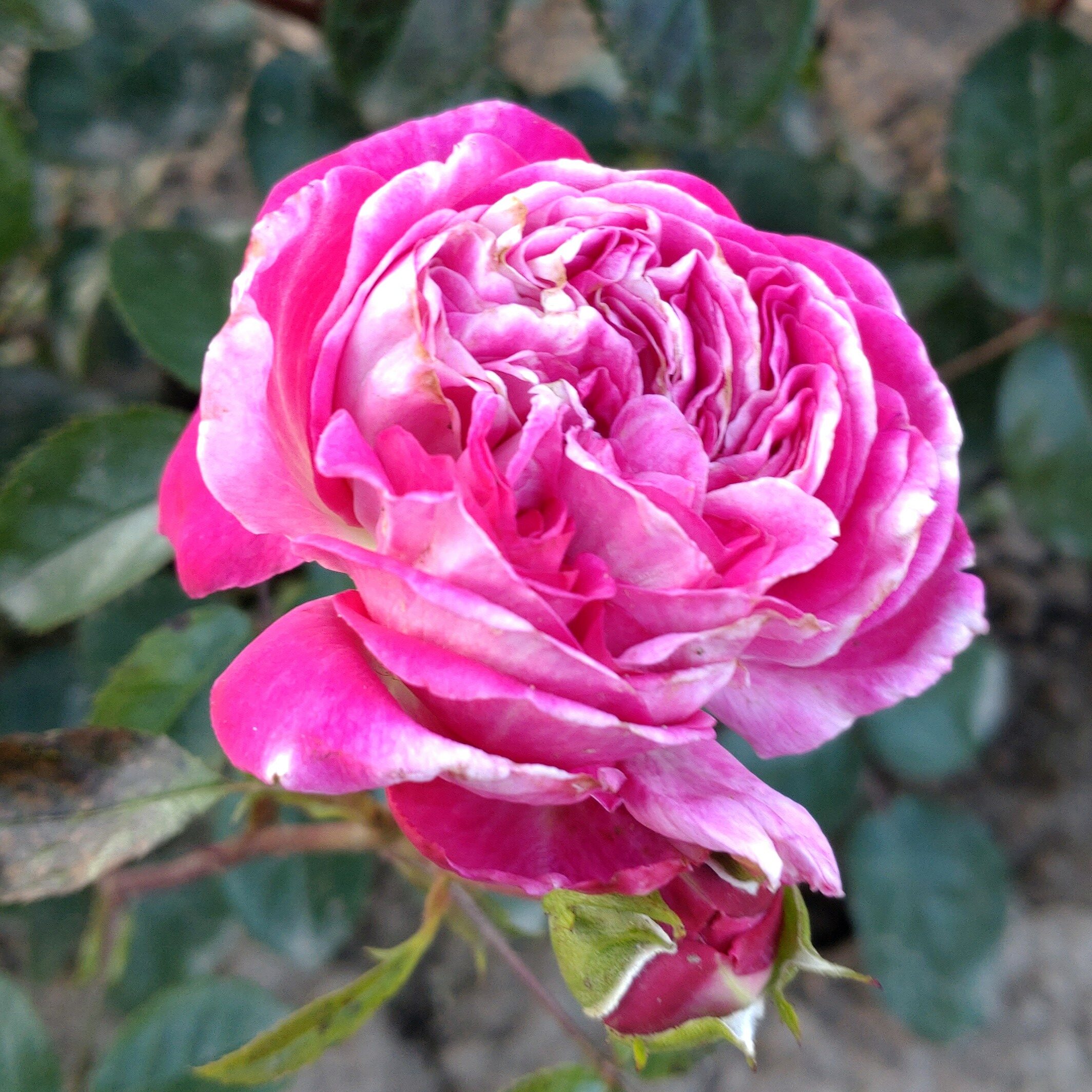 Paris – Bild 6