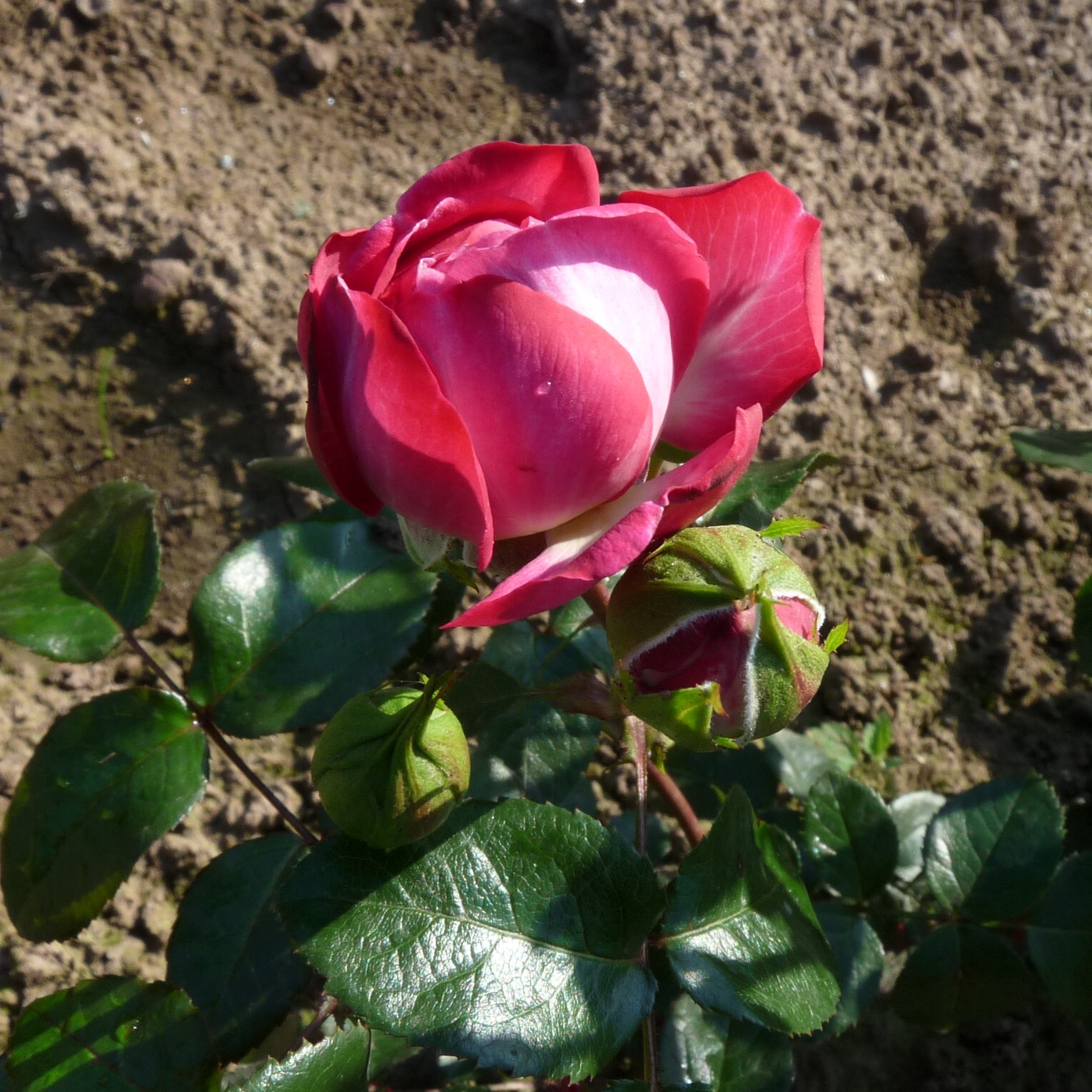 Paris – Bild 7