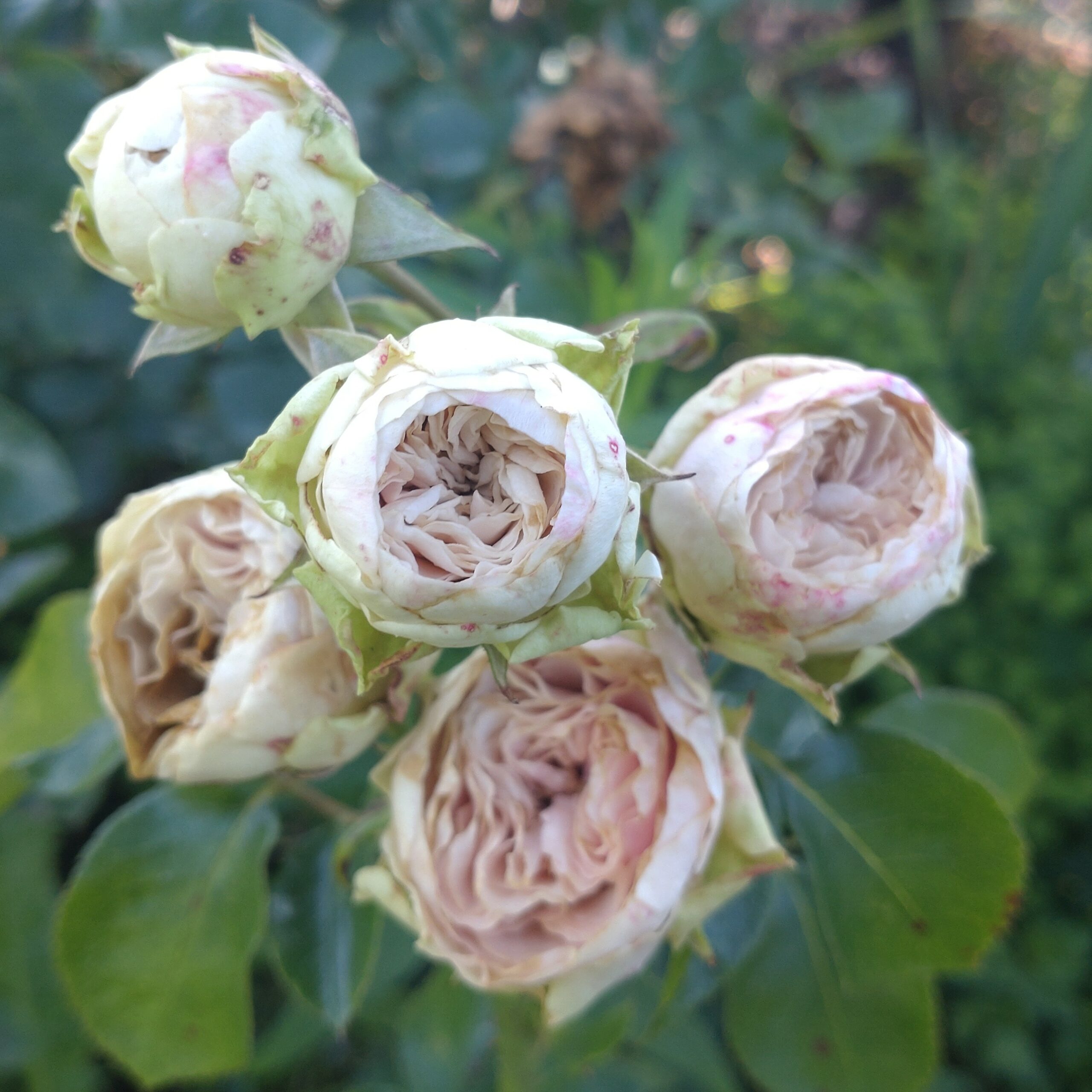 Pronto – Bild 7