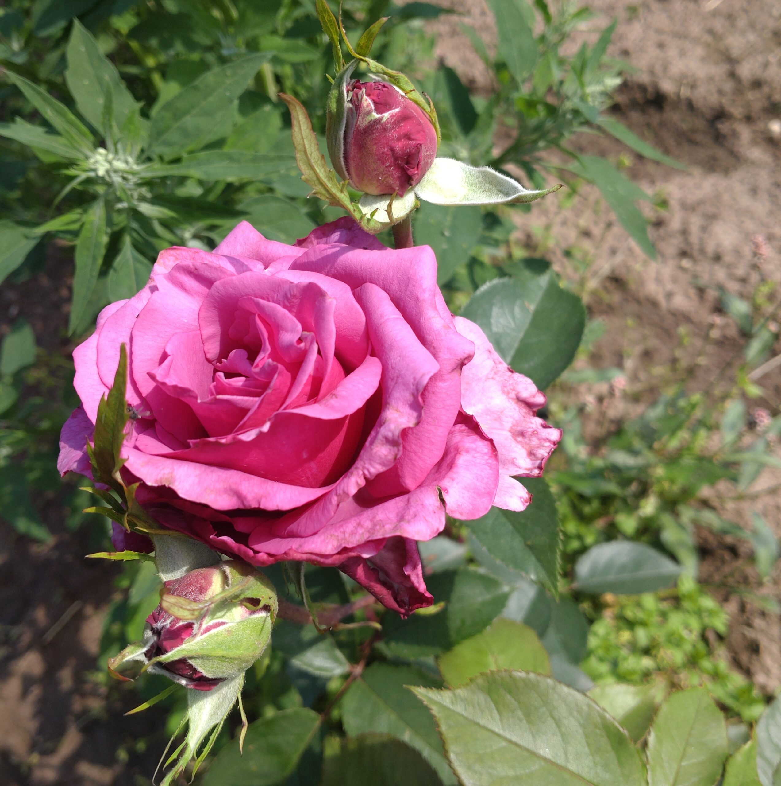Shiun – Bild 5