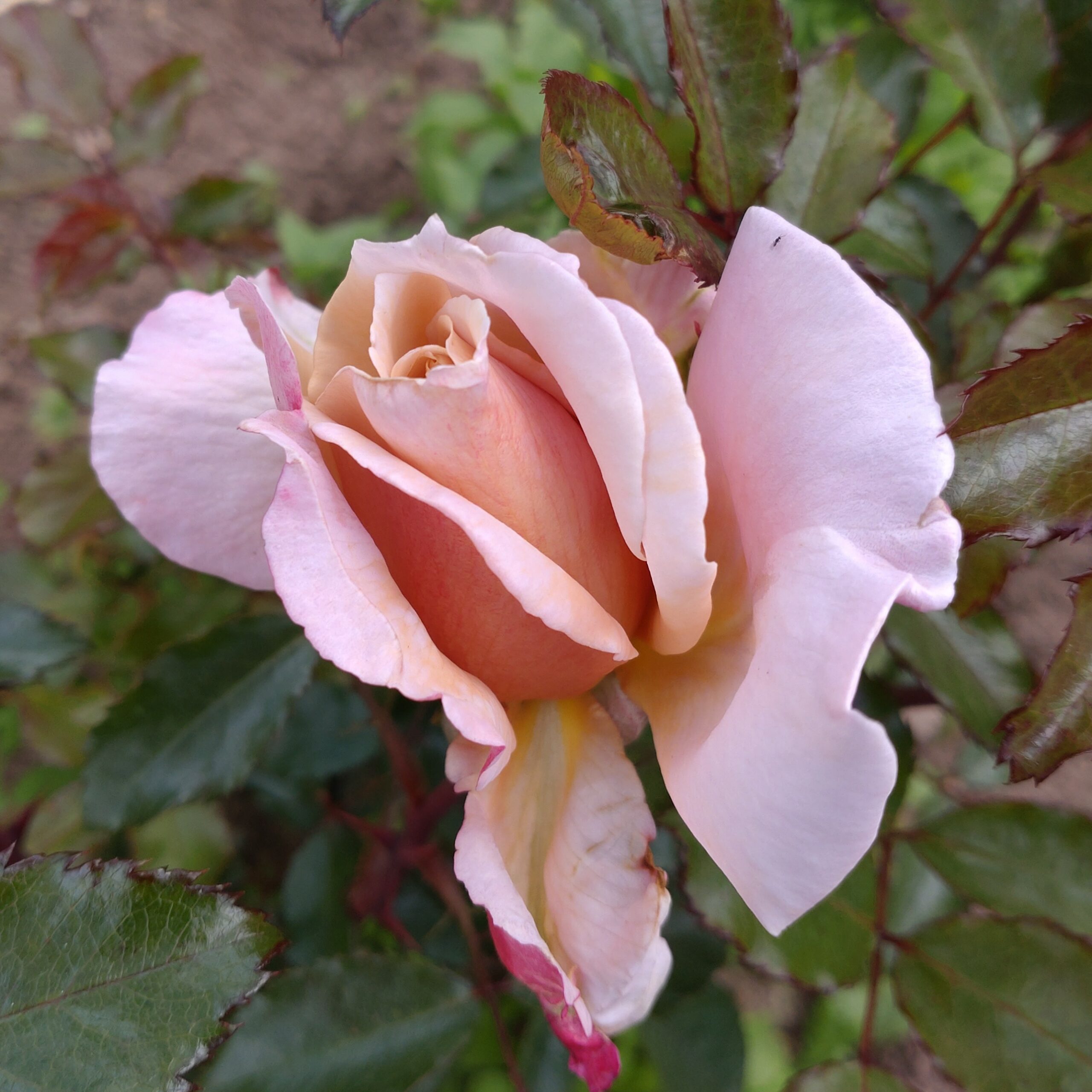 Something Different – Bild 3
