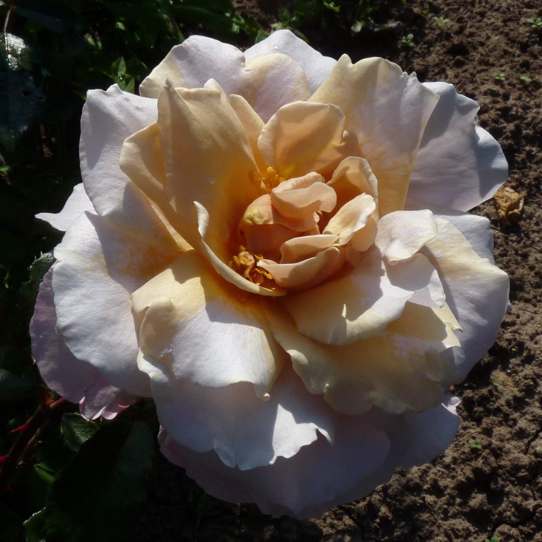 Something Different – Bild 5