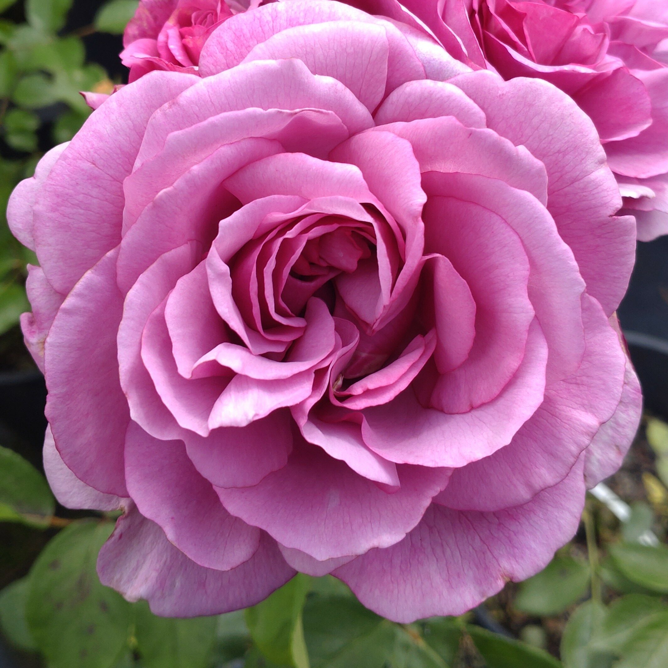 Tutu Mauve – Bild 2