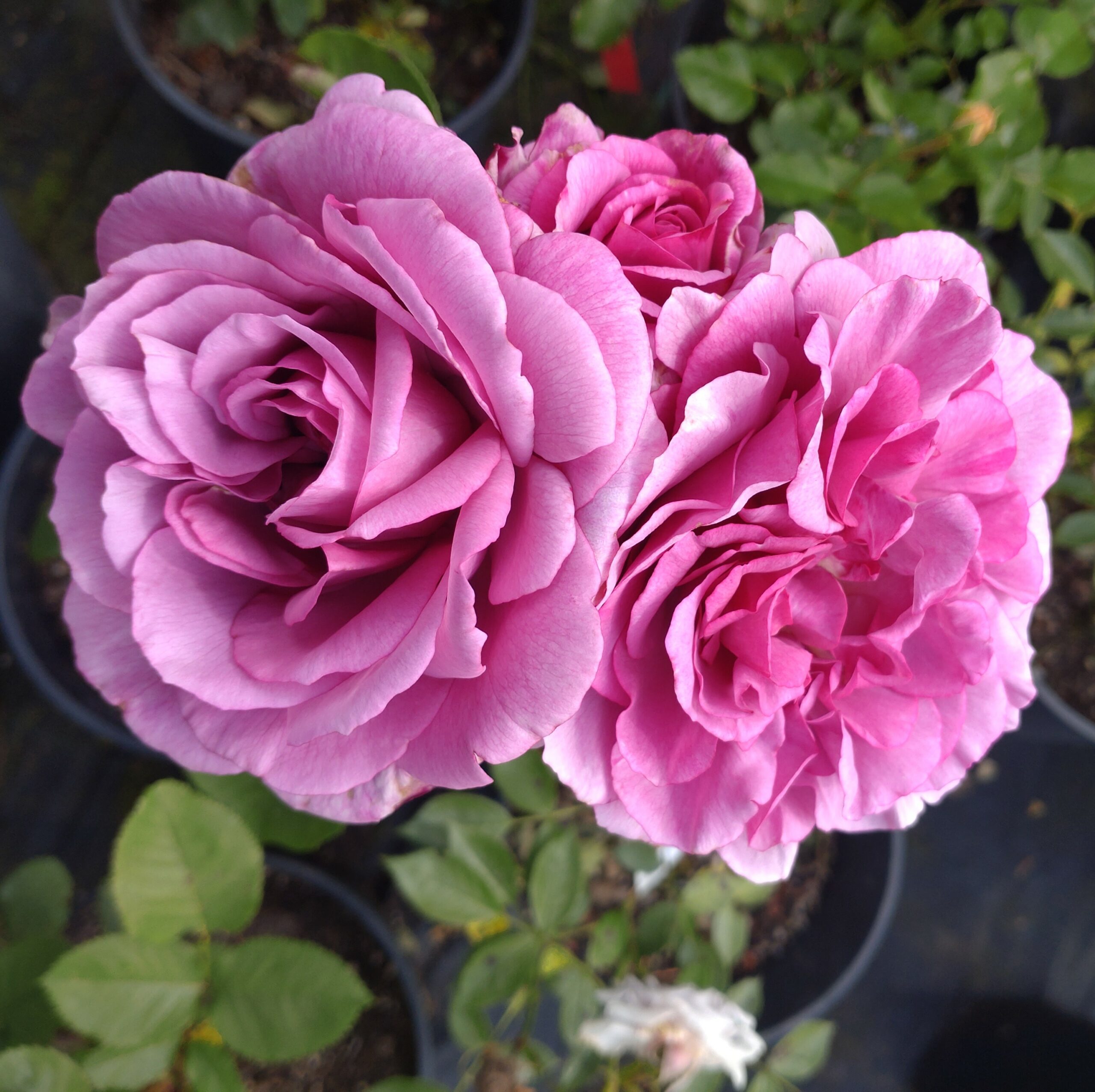 Tutu Mauve – Bild 3