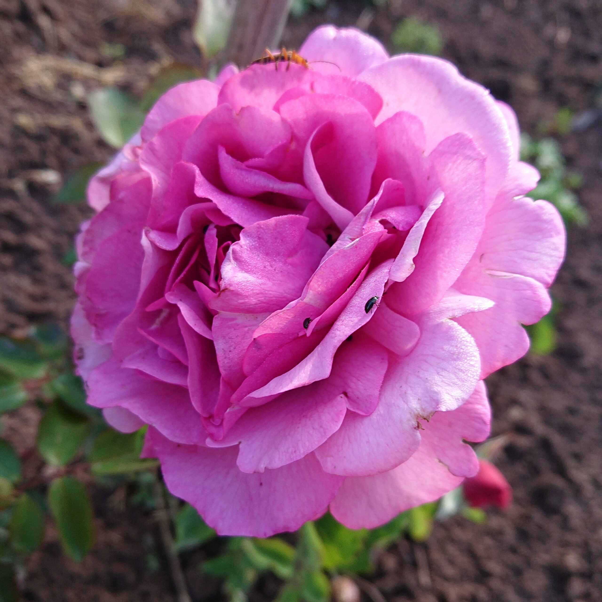 Tutu Mauve – Bild 4