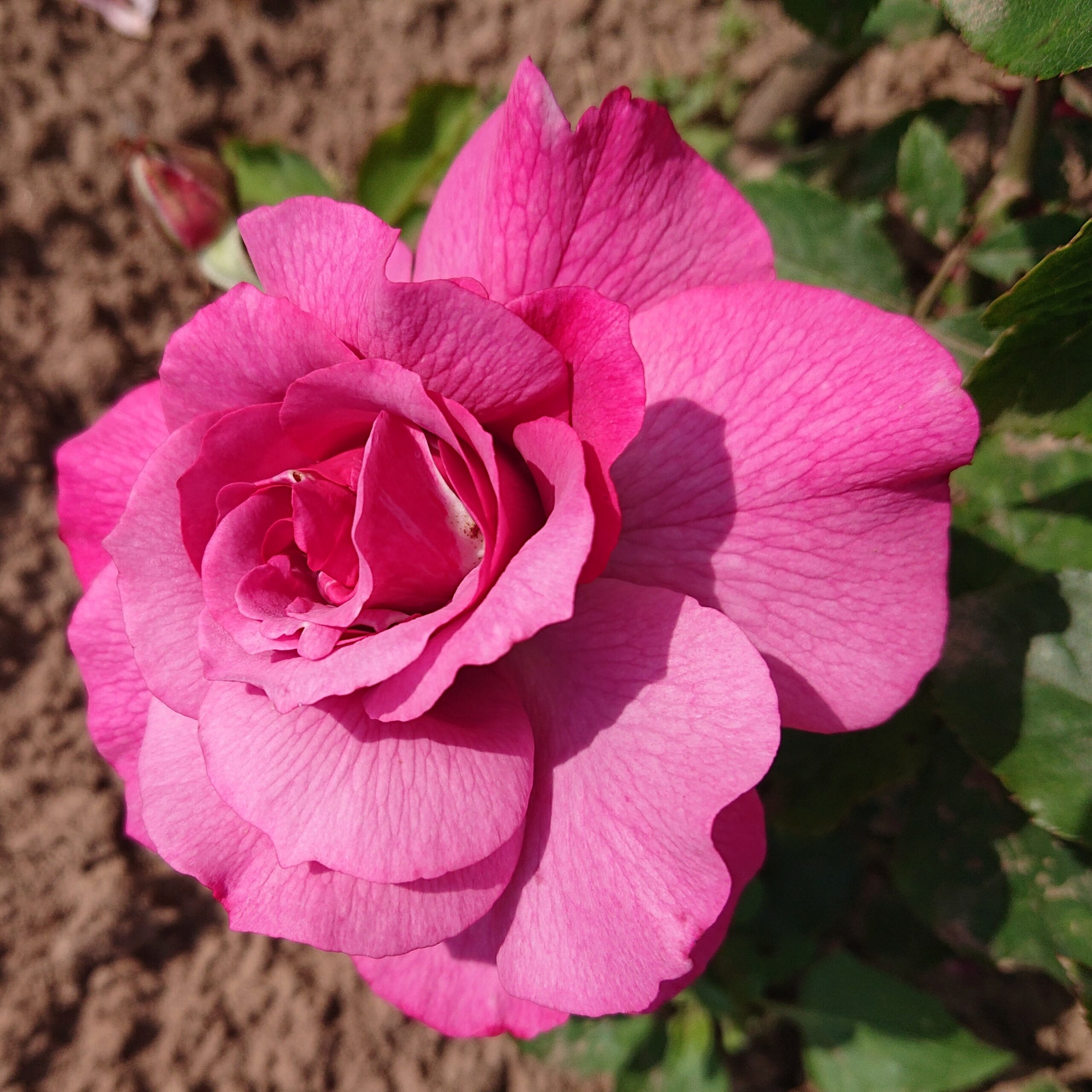 Tutu Mauve – Bild 5