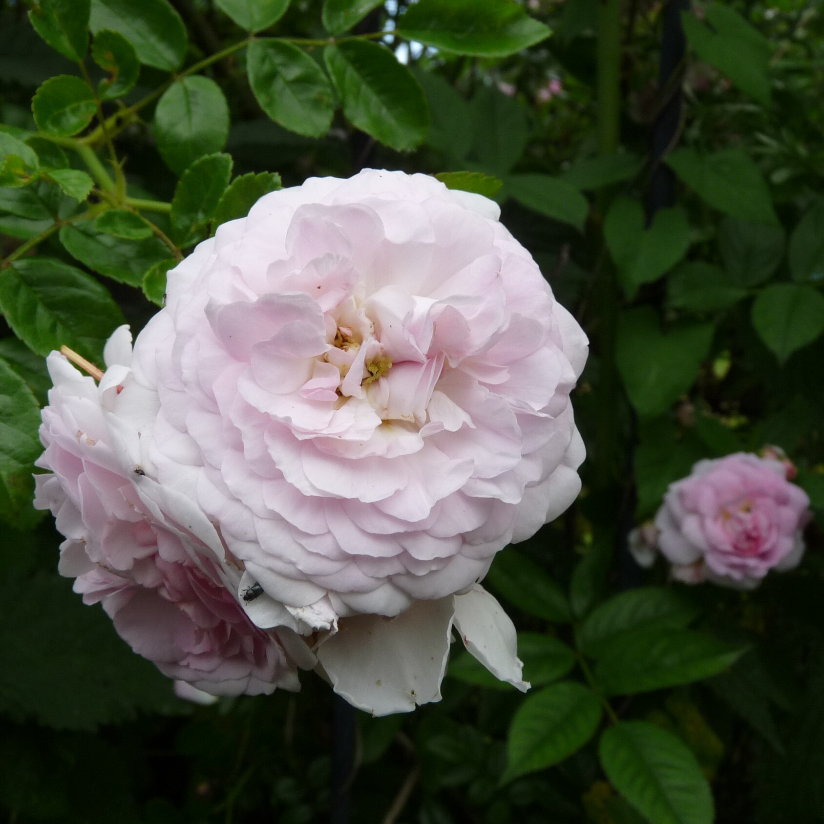 Yvonne – Bild 7
