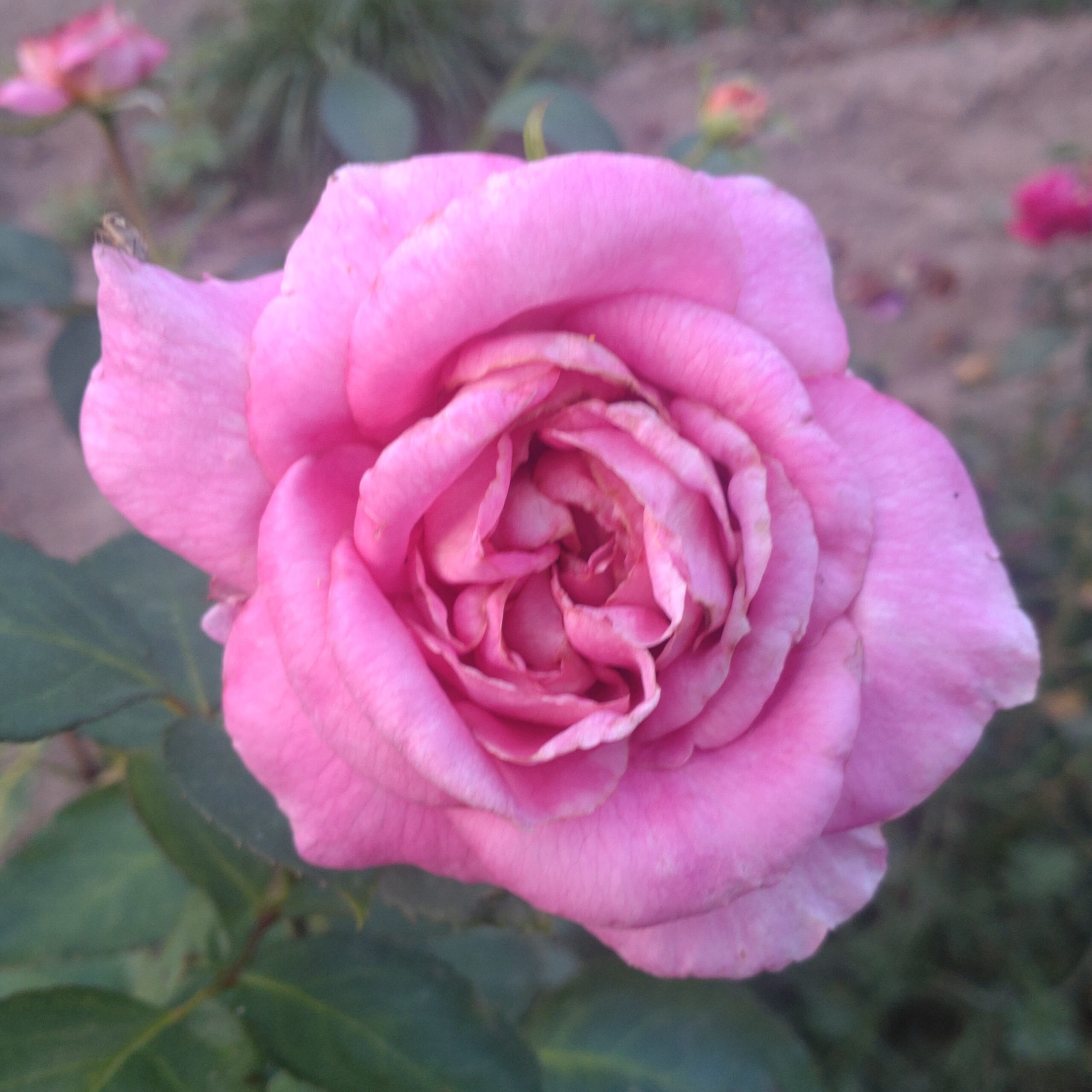 SCHAmei2 – Bild 4