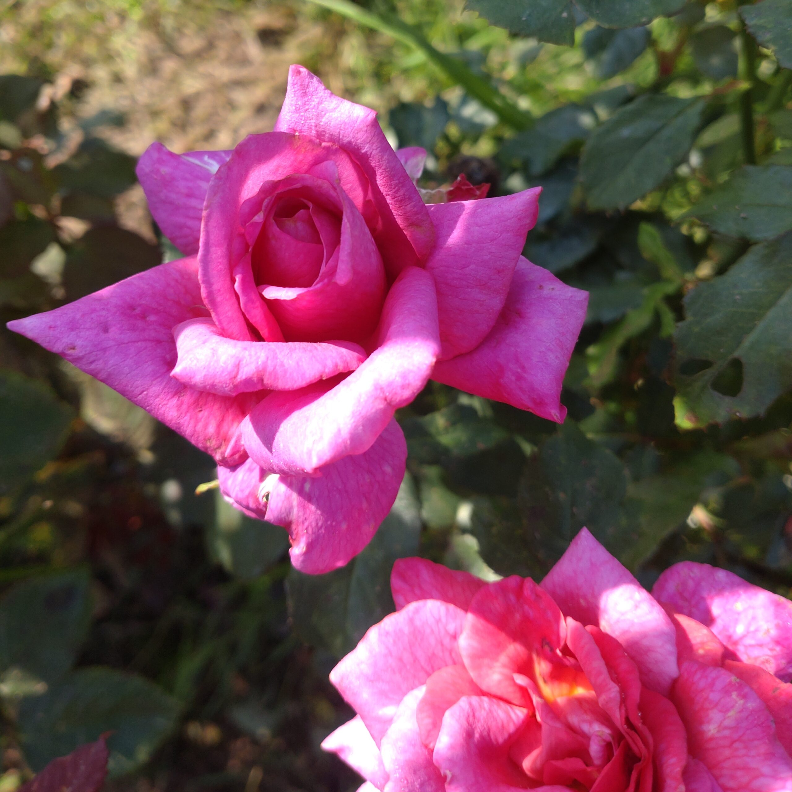 SCHAmei1 – Bild 7