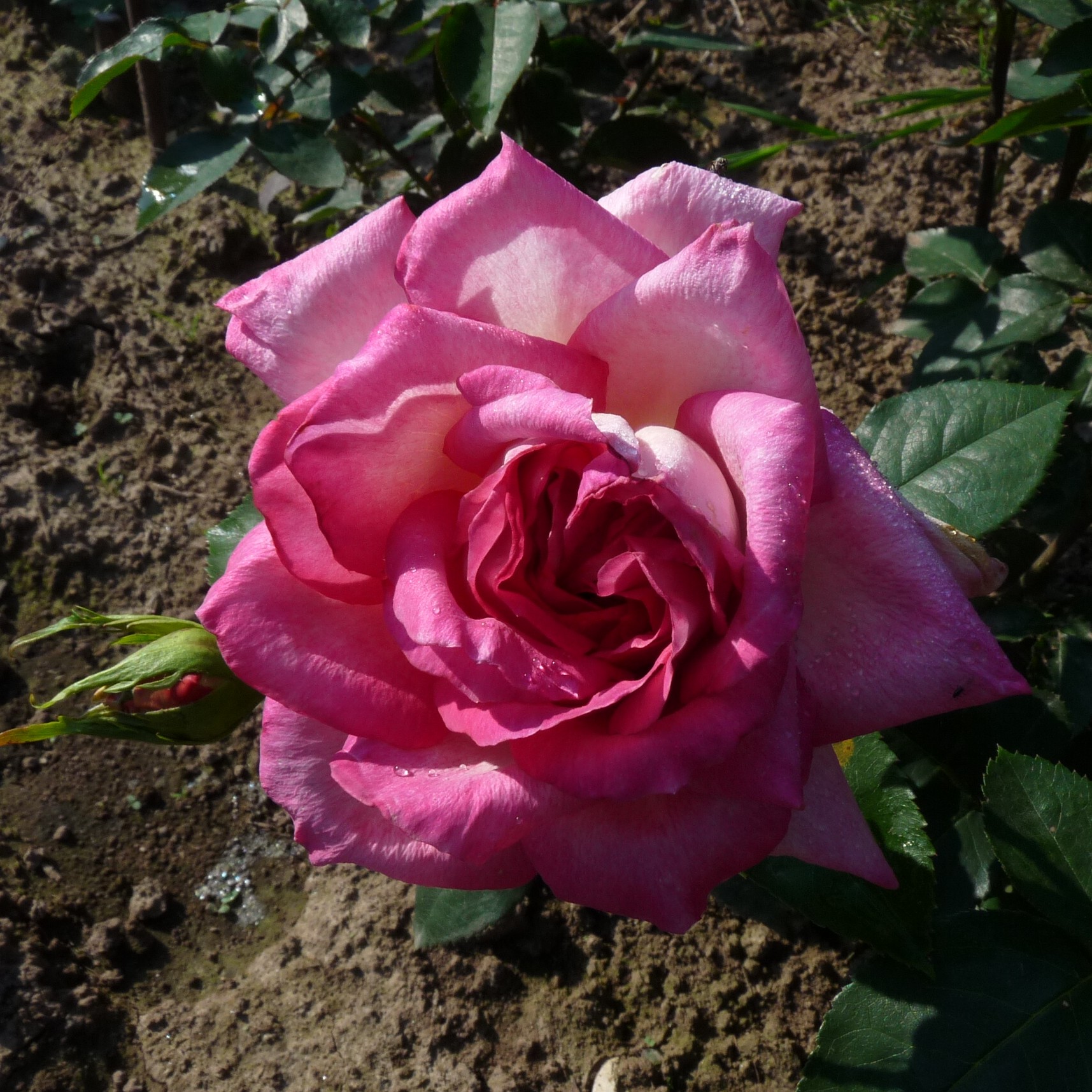 SCHAmei2 – Bild 5