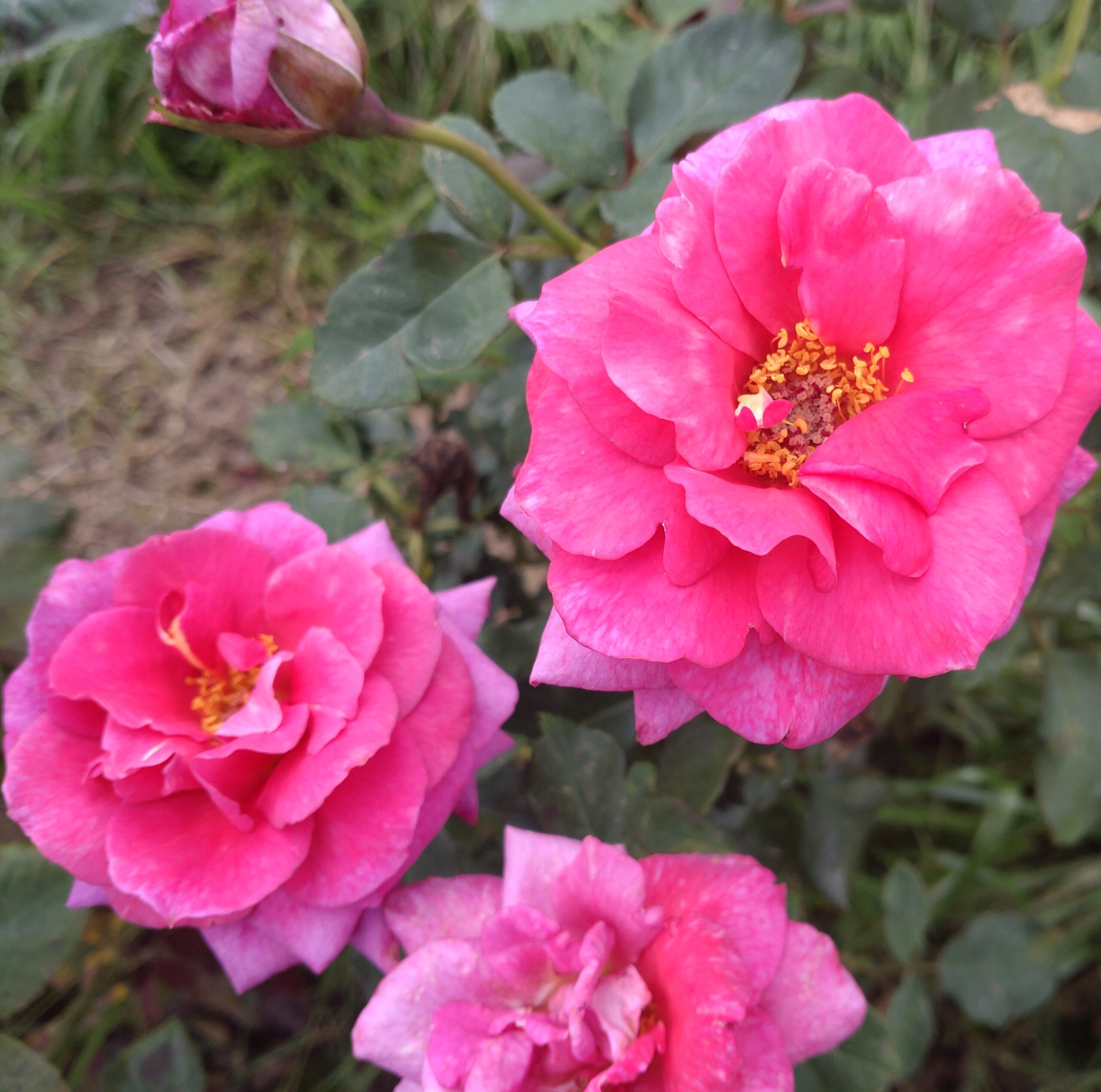 SCHAmei1 – Bild 6
