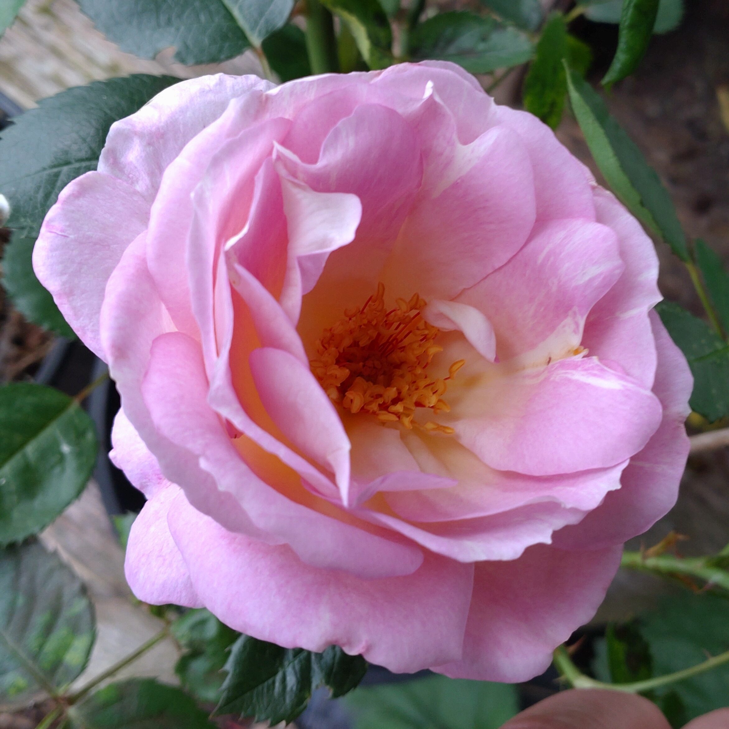 SCHAmei13 – Bild 4