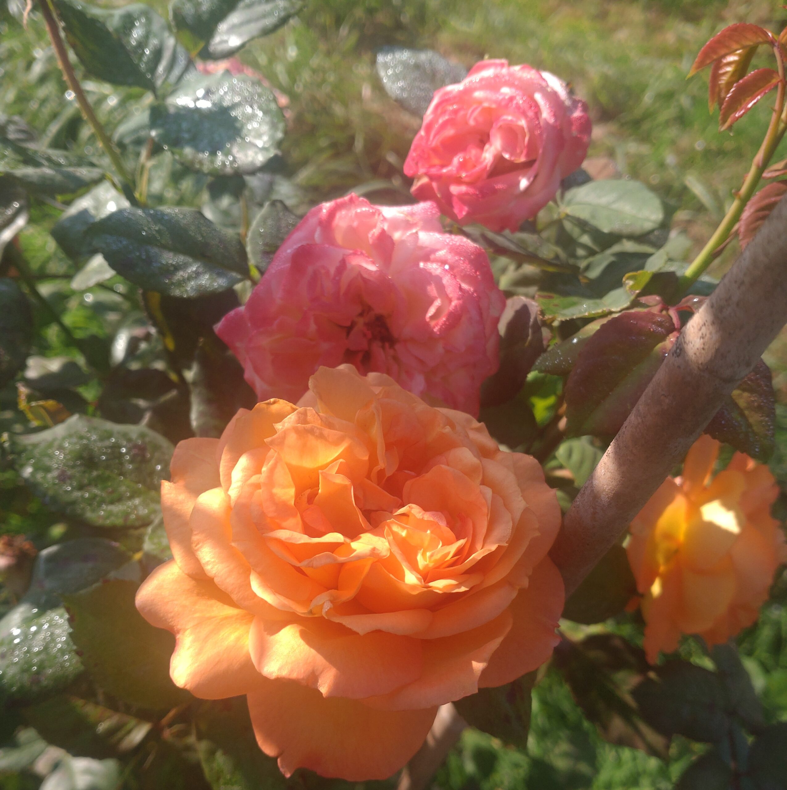 Brighten my Day – Bild 3