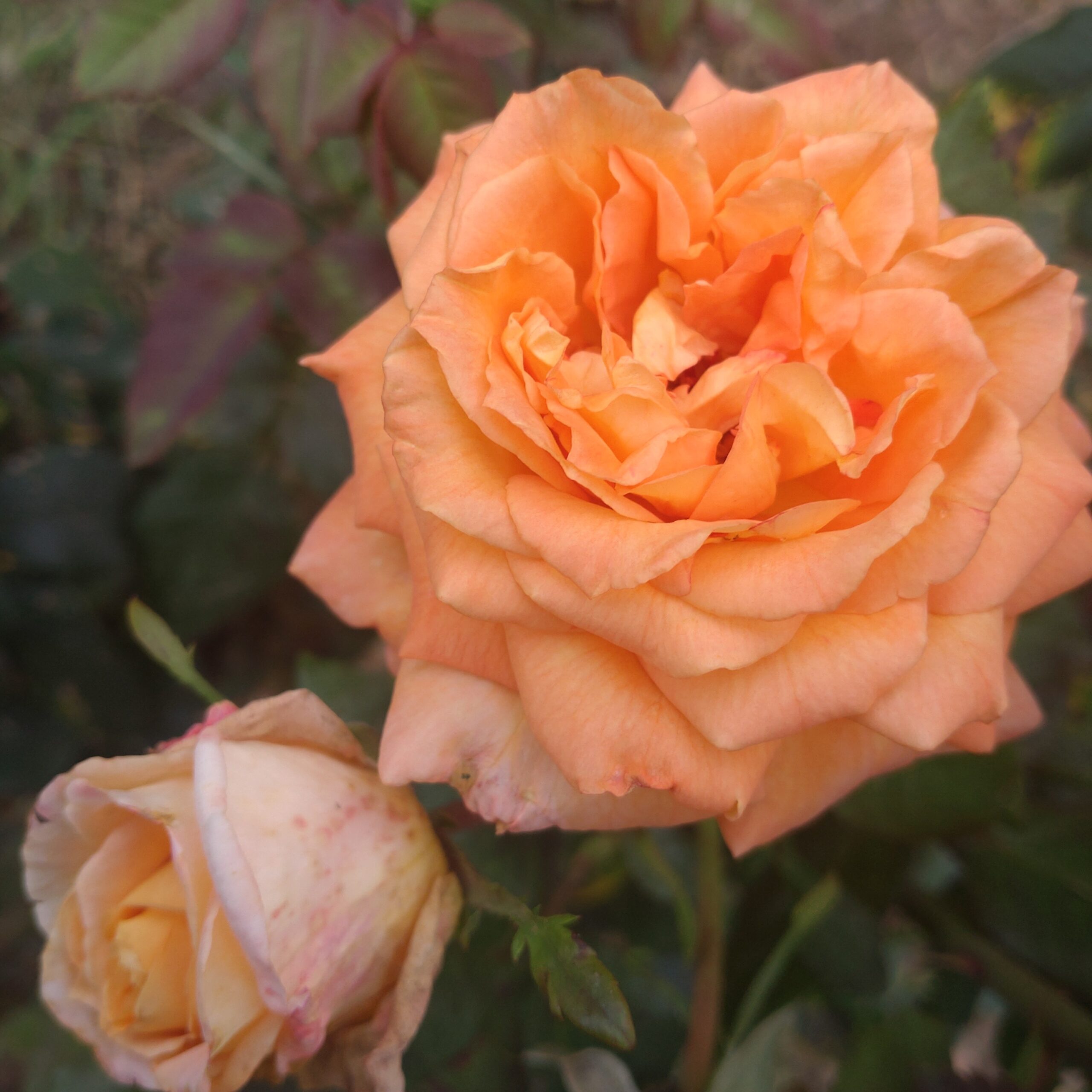 Brighten my Day – Bild 4