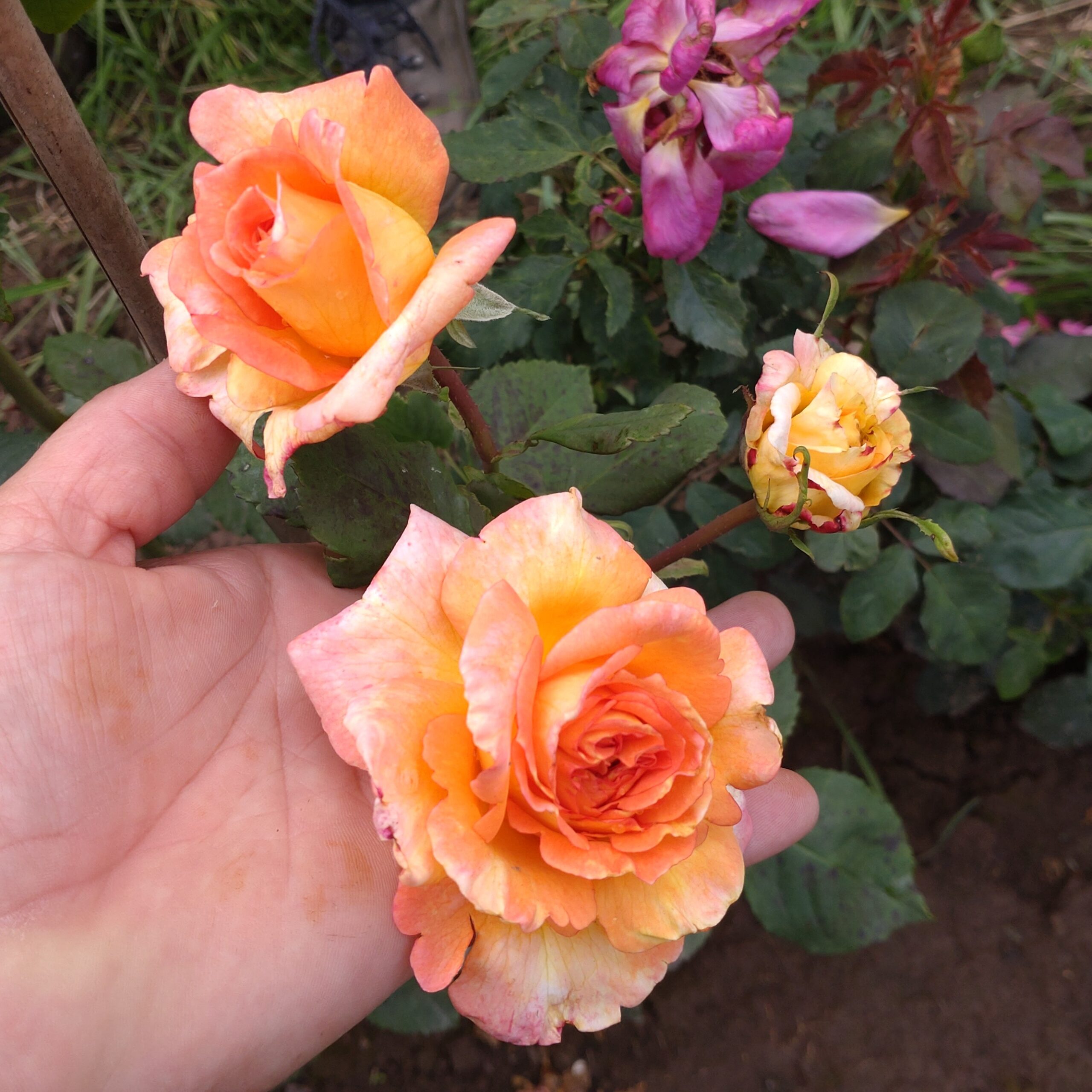 Brighten my Day – Bild 5