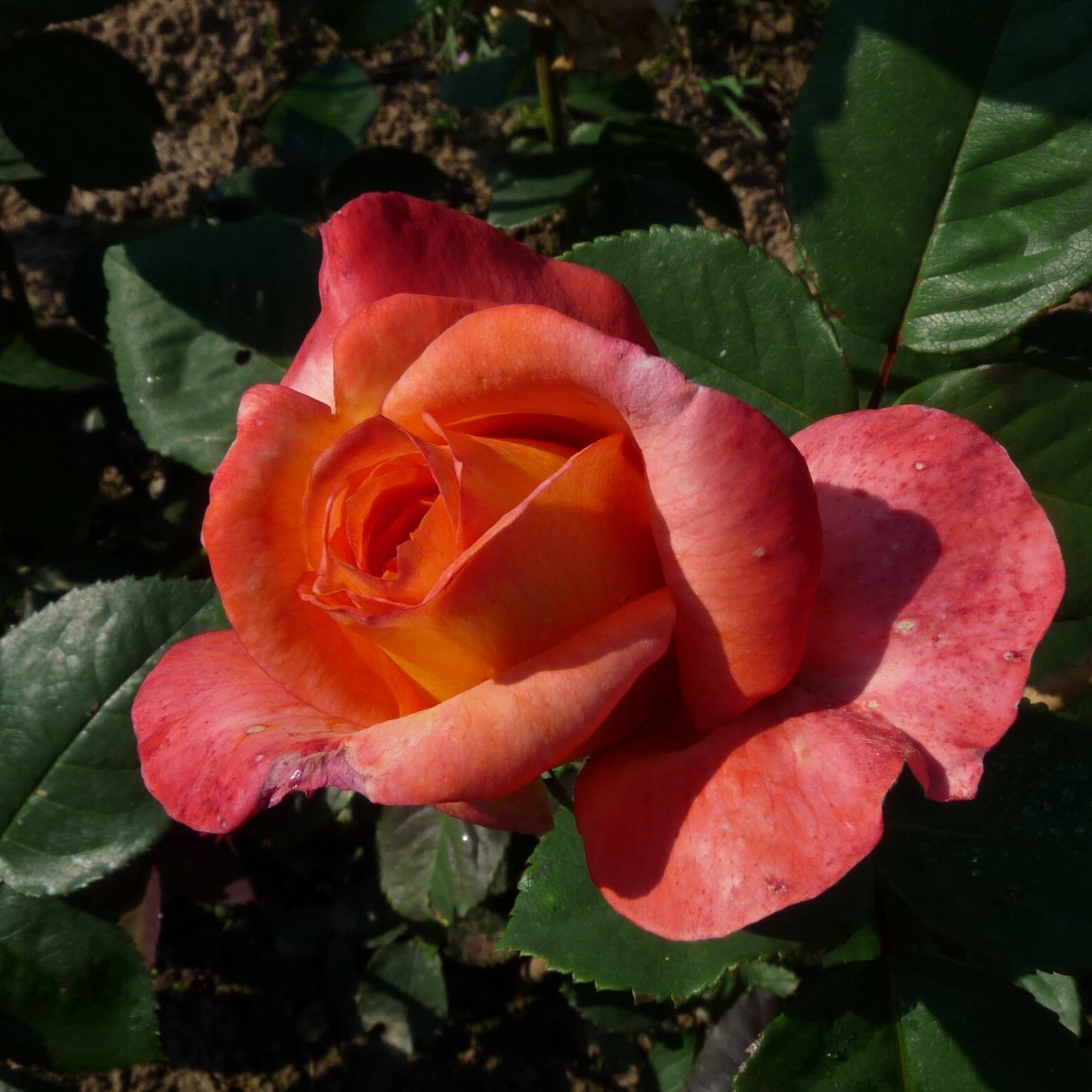 Brighten my Day – Bild 6