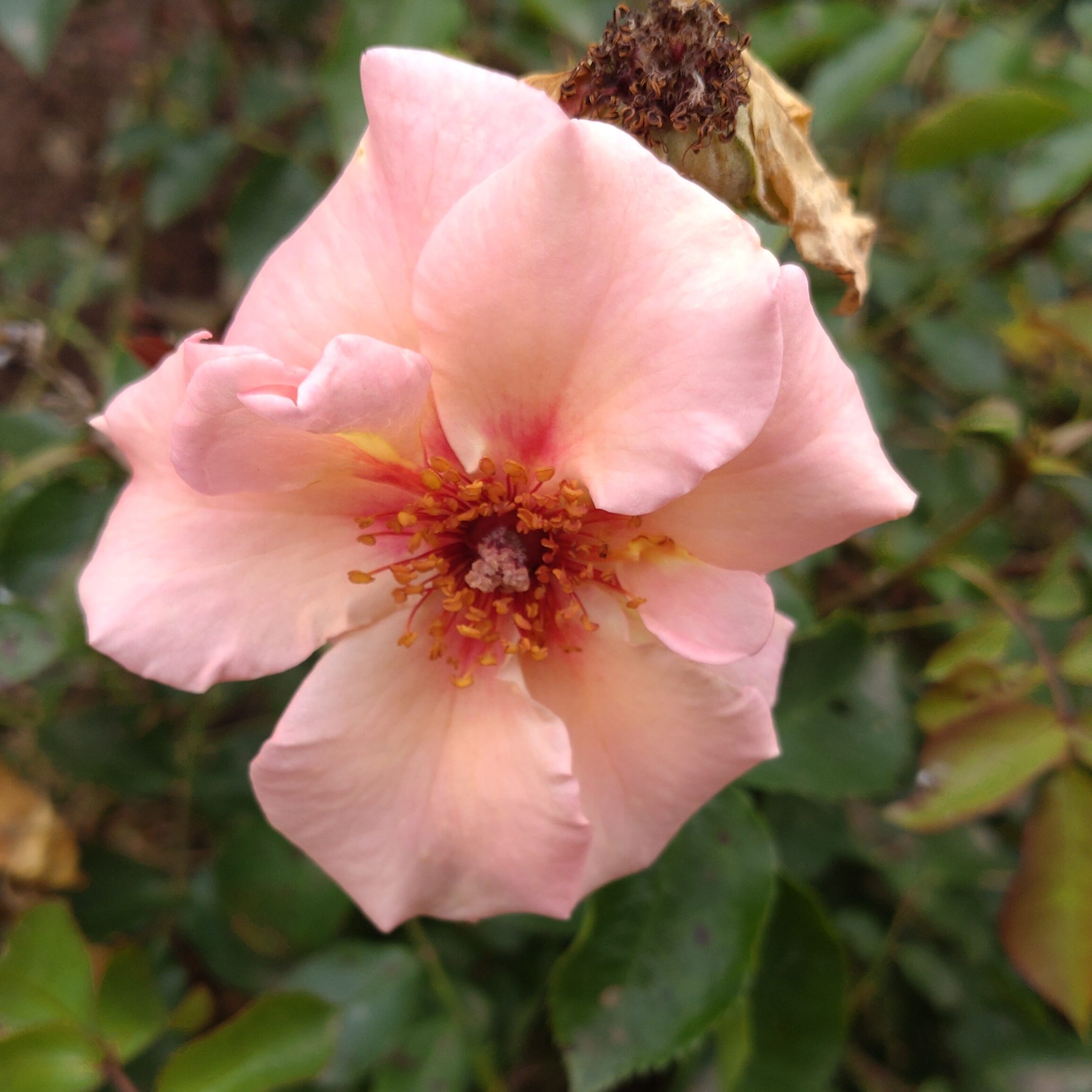 SCHAmei5 – Bild 2