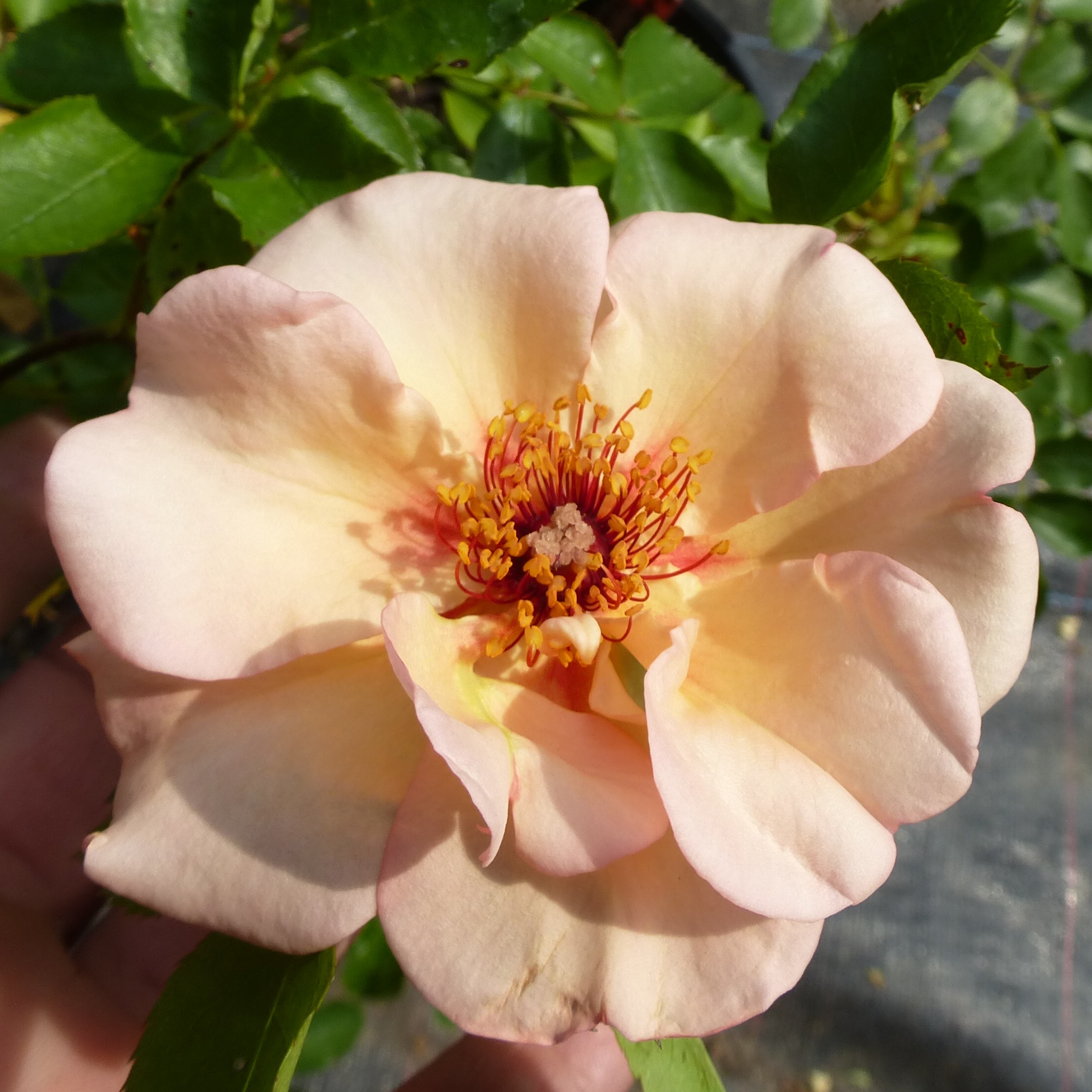 SCHAmei5