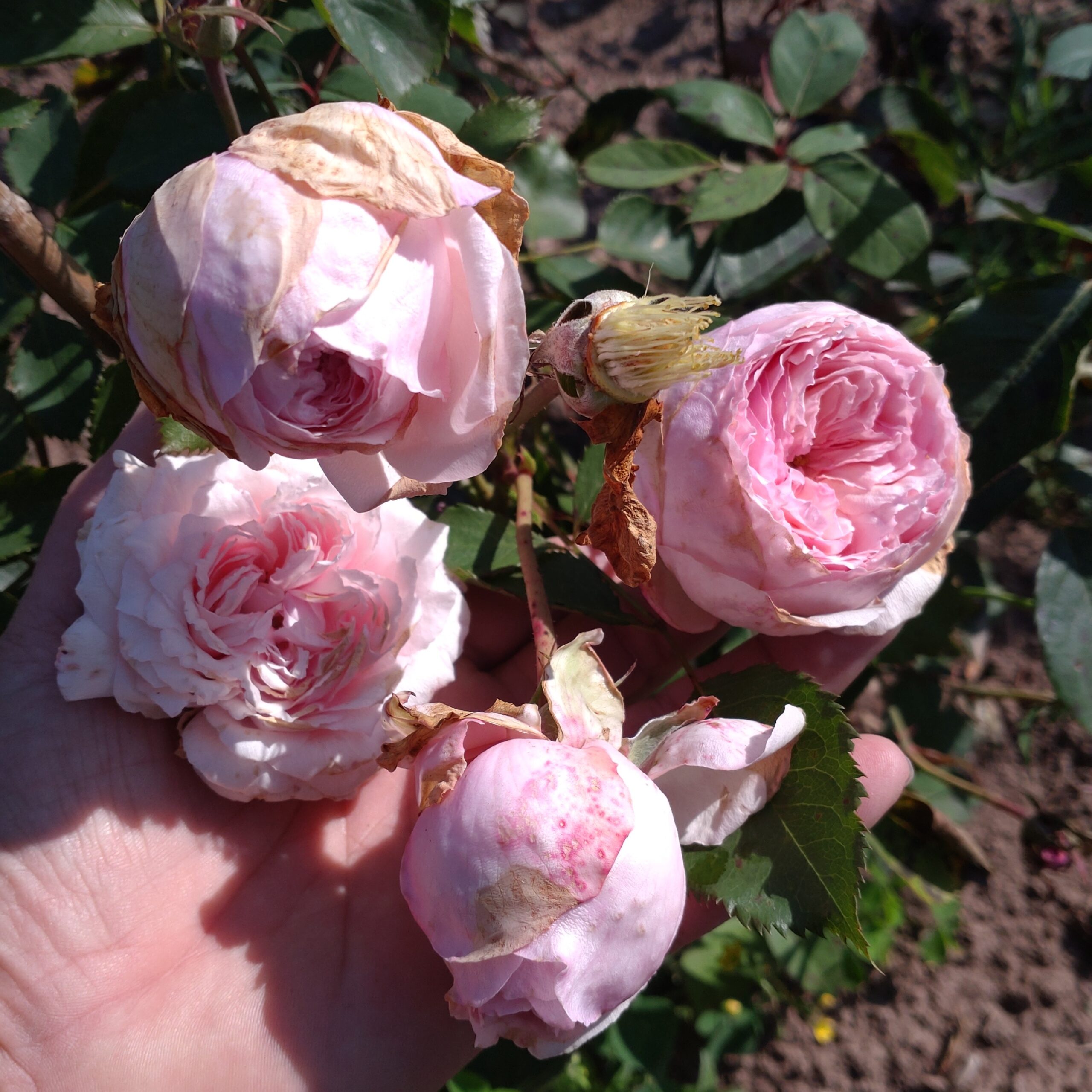 SCHAmei8 – Bild 4